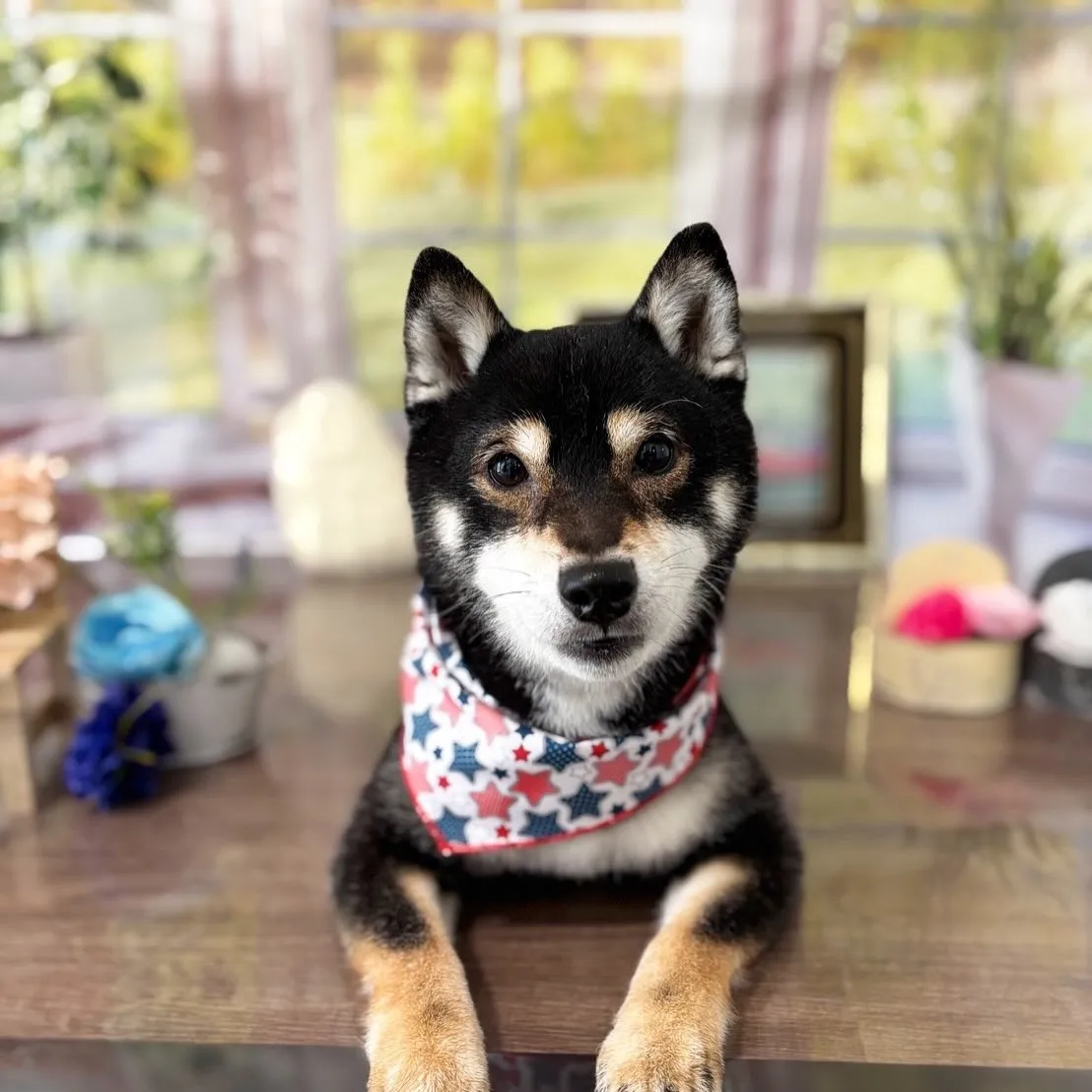 トリミングのセットメニューをご利用頂いたわんこたちです🎶