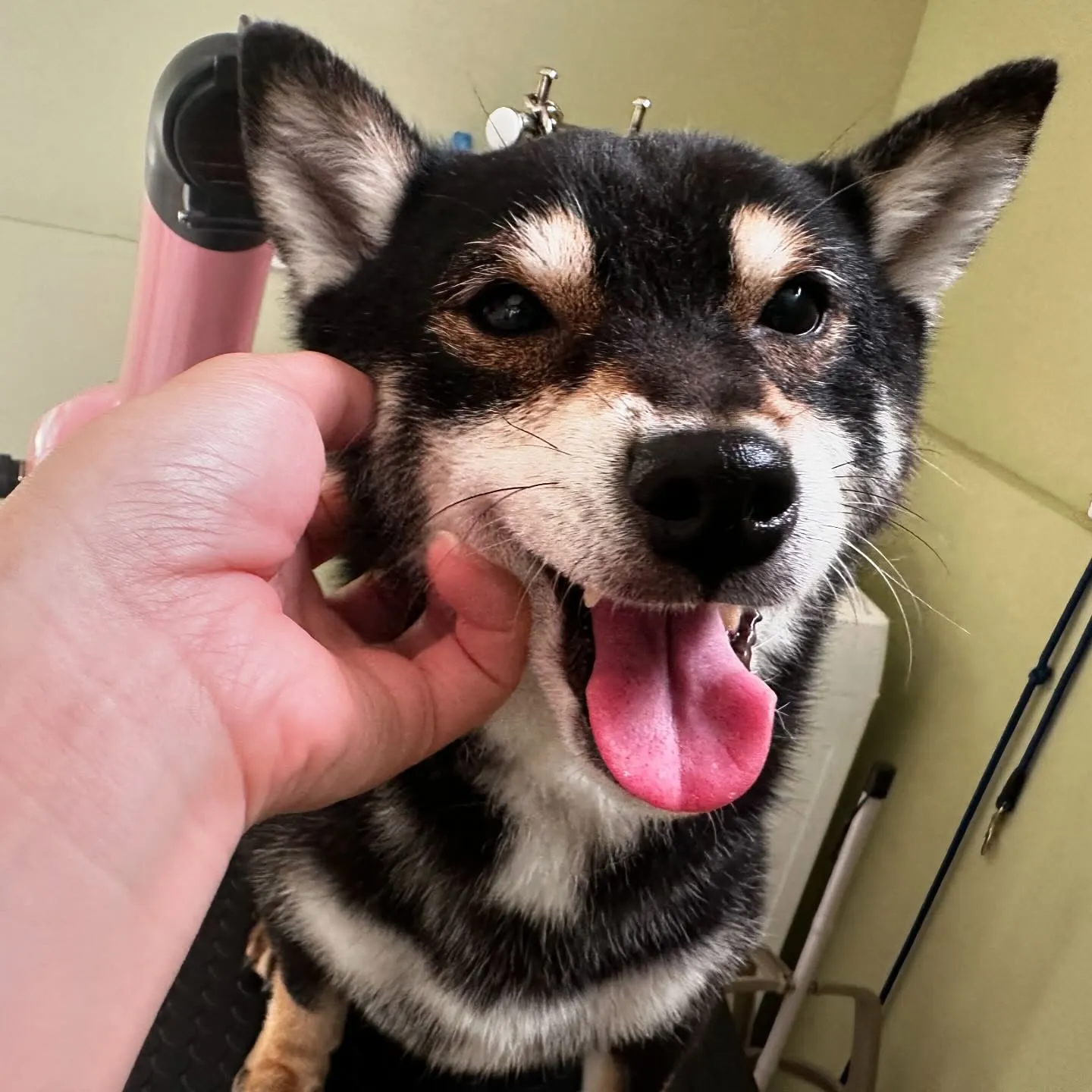 トリミングのセットメニューをご利用頂いたわんこたちです🎶