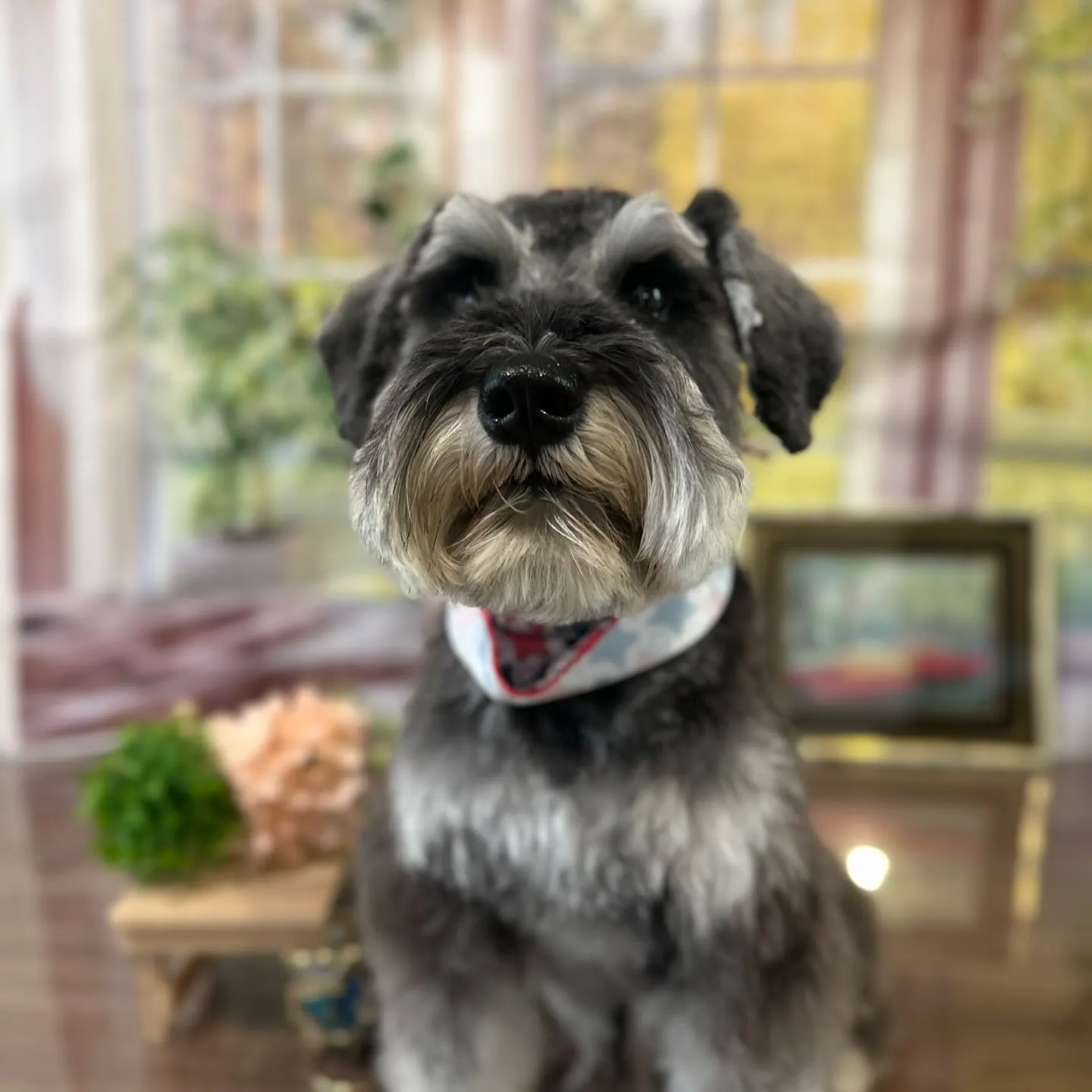 トリミングのセットメニューをご利用頂いたわんこたちです🎶