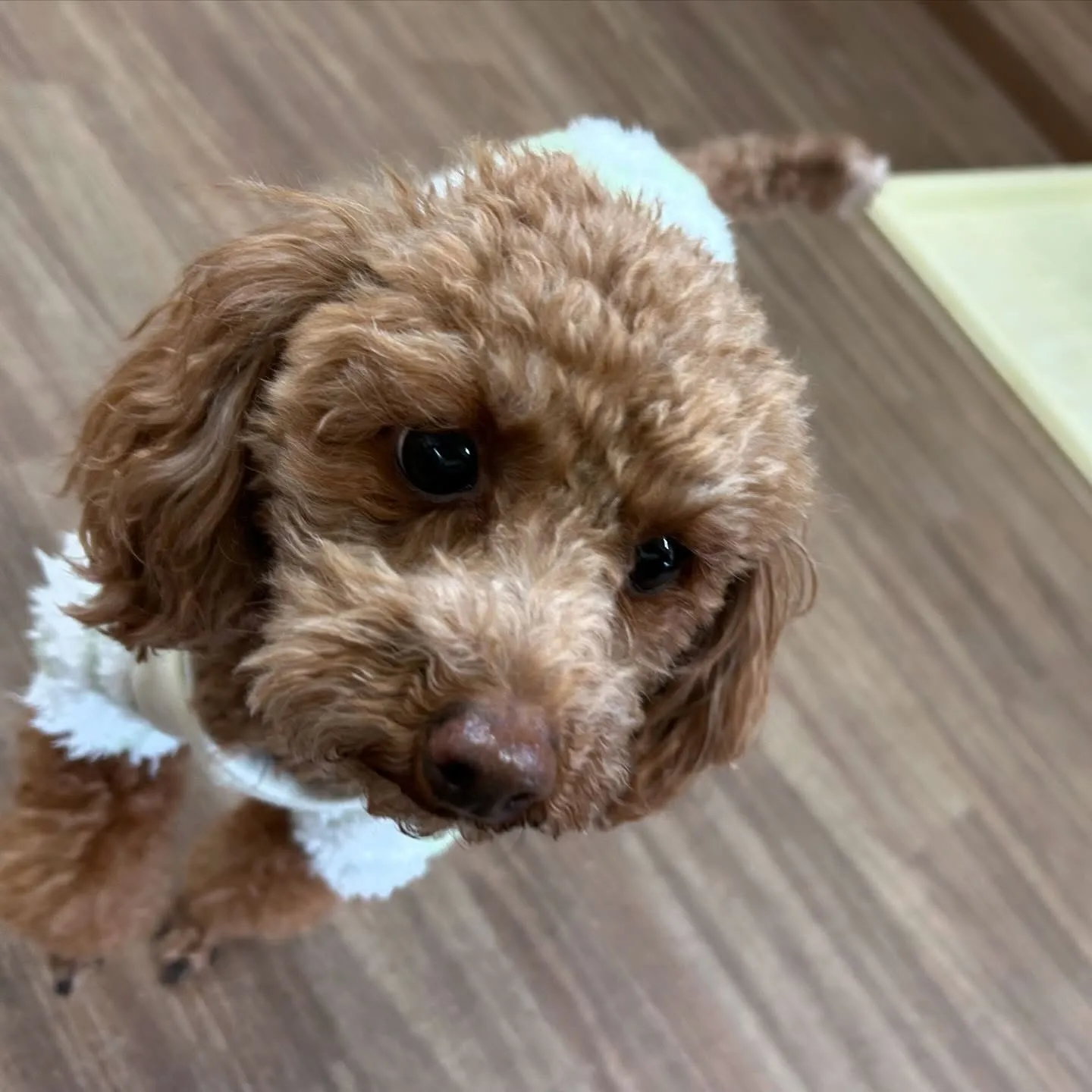 入会してくれたちちゃちゃんです💖