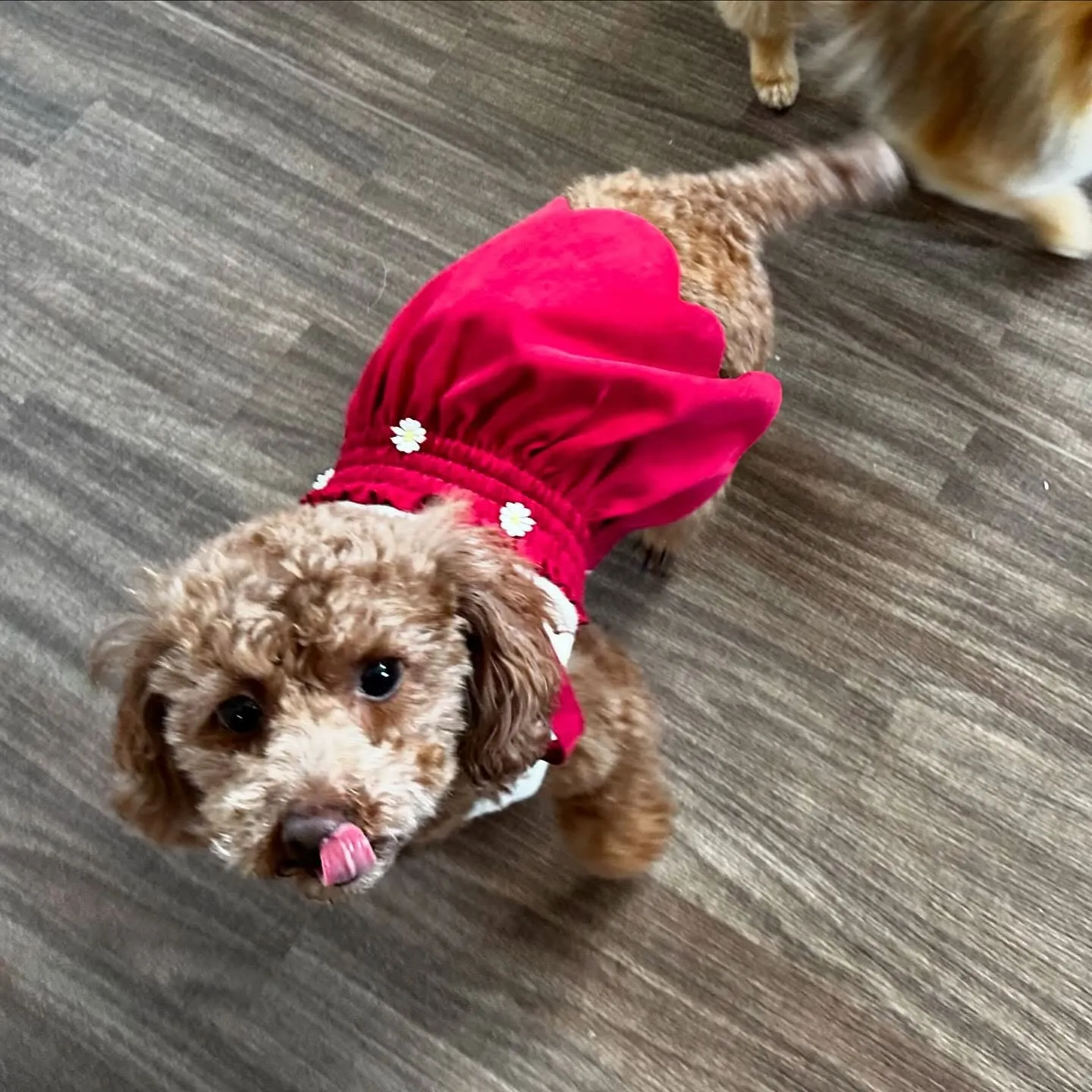 入会してくれたちちゃちゃんです💖