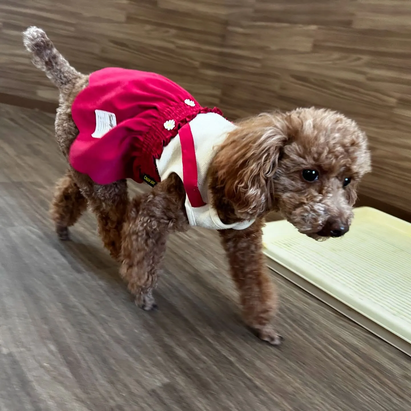 入会してくれたちちゃちゃんです💖