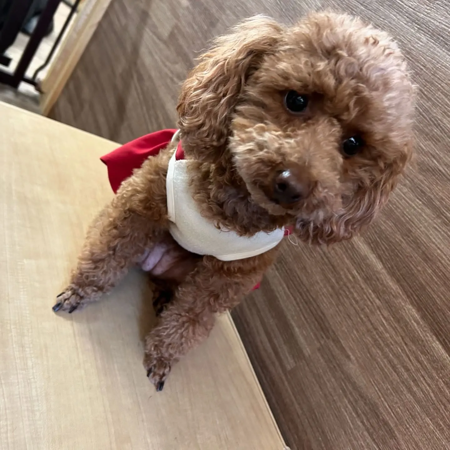 入会してくれたちちゃちゃんです💖