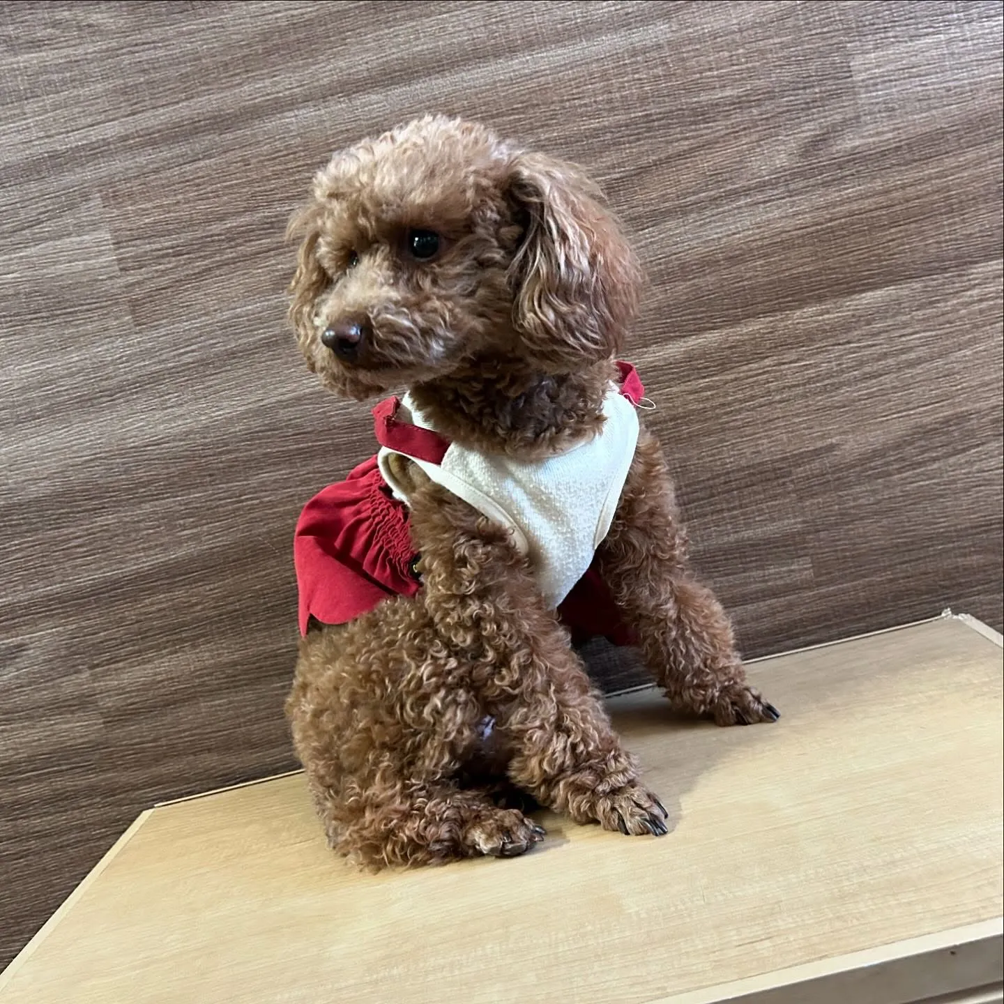 入会してくれたちちゃちゃんです💖