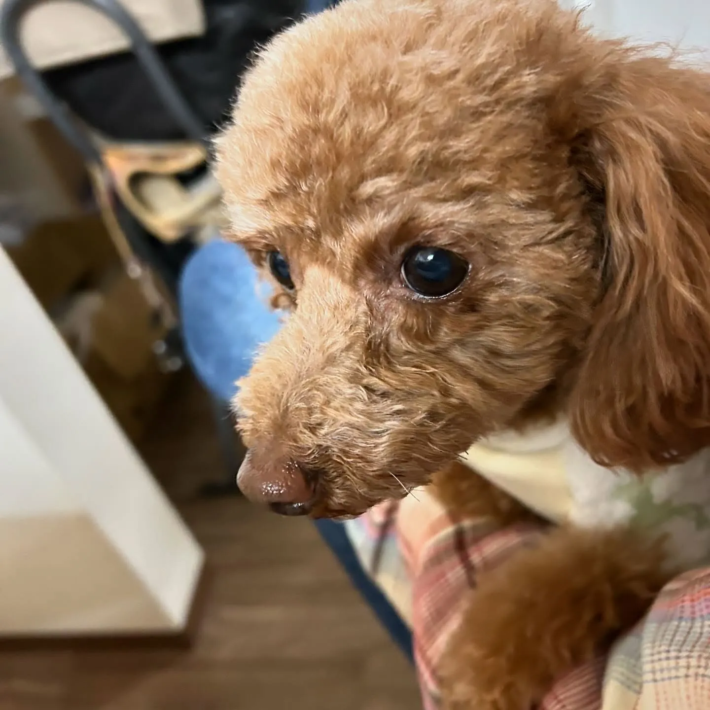 入会してくれたちちゃちゃんです💖