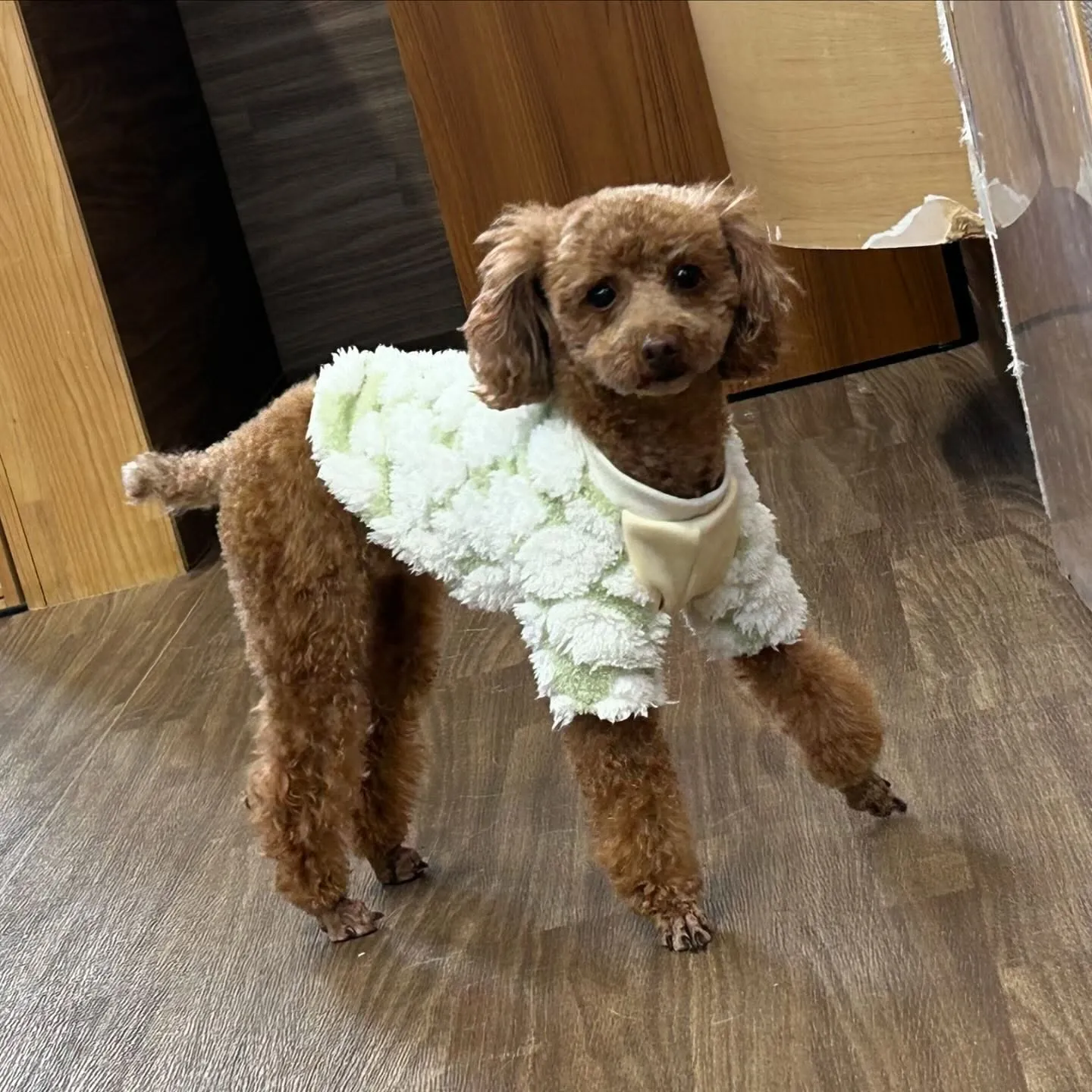 入会してくれたちちゃちゃんです💖