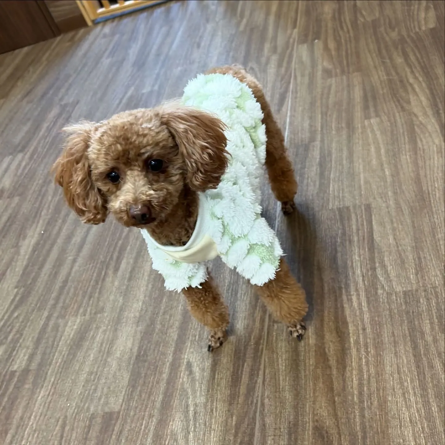 入会してくれたちちゃちゃんです💖