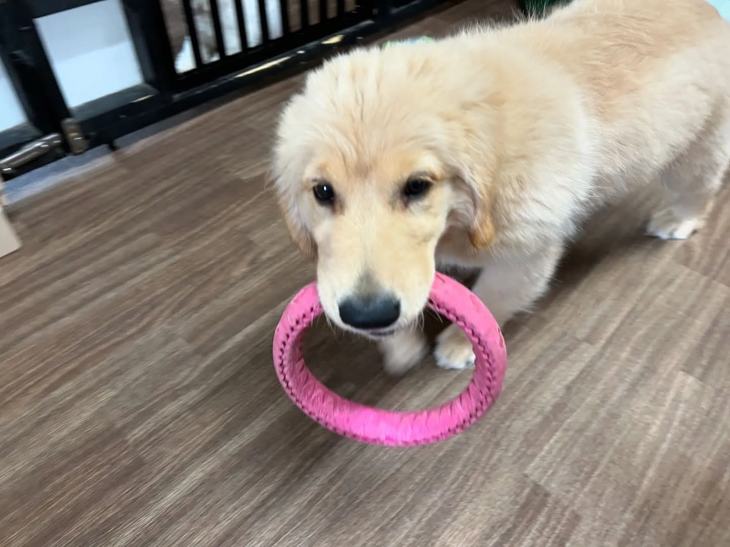 ✨6月のおすすめ商品✨