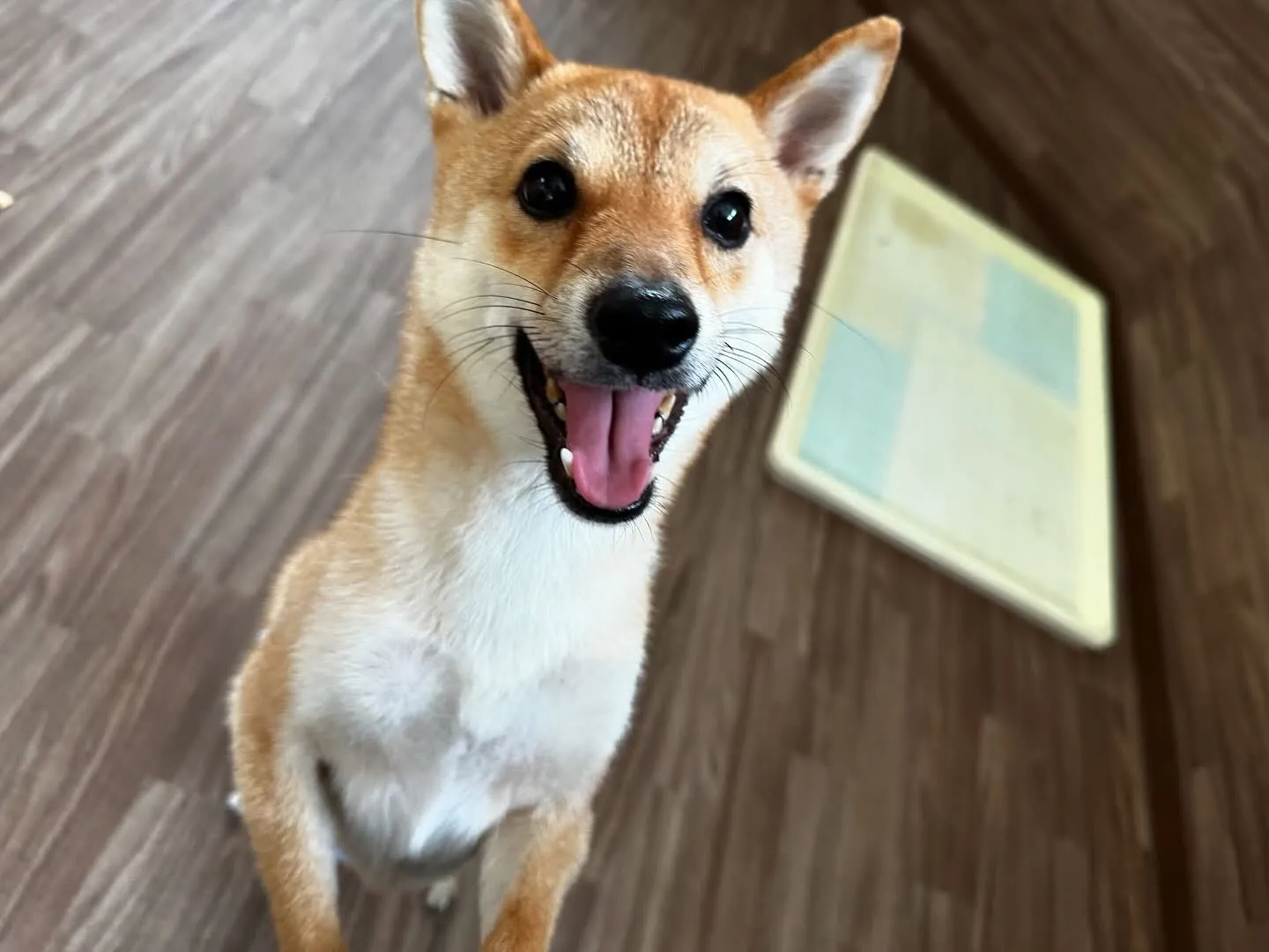 ✨6月のおすすめ商品✨