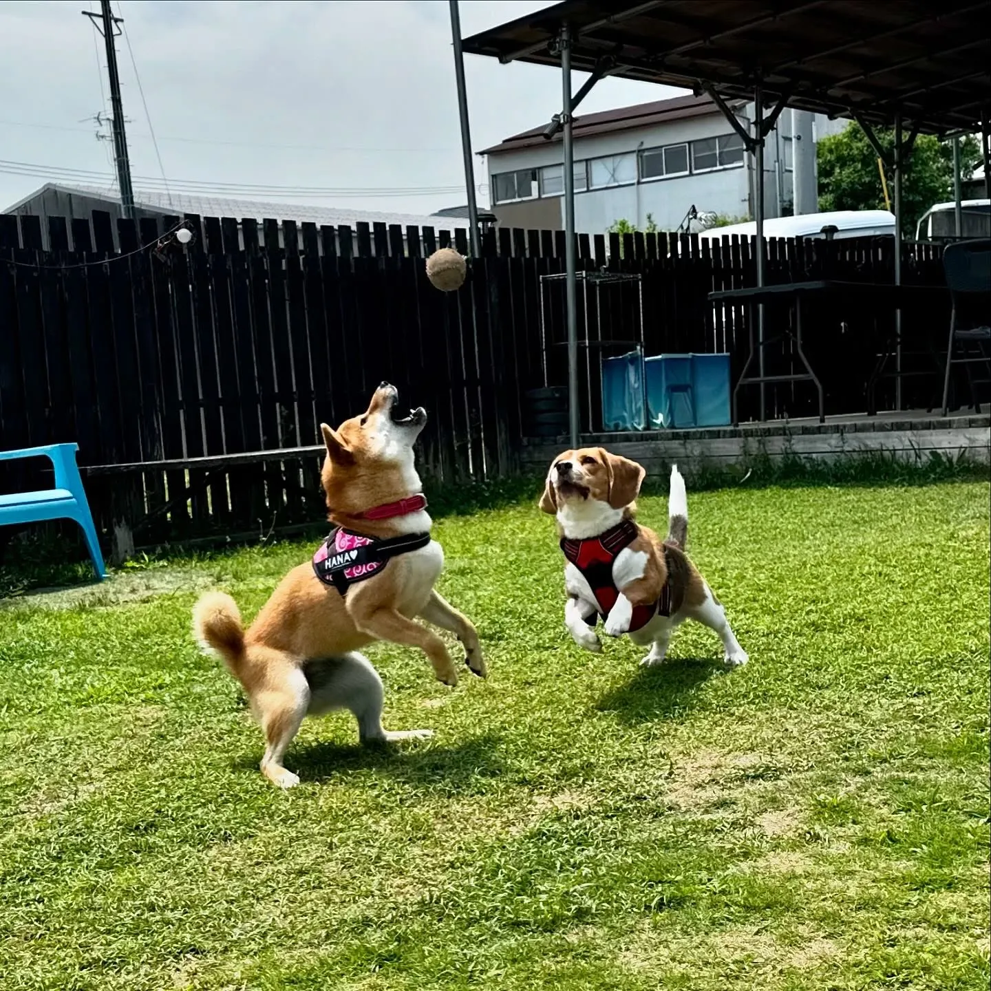 今日はドッグランイベント開催日でした❣️
