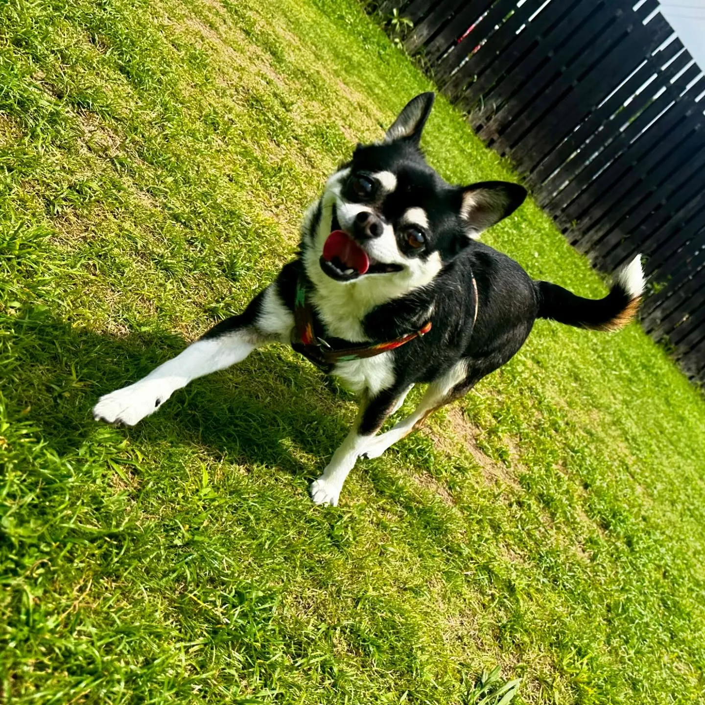 今日はドッグランイベント開催日でした❣️