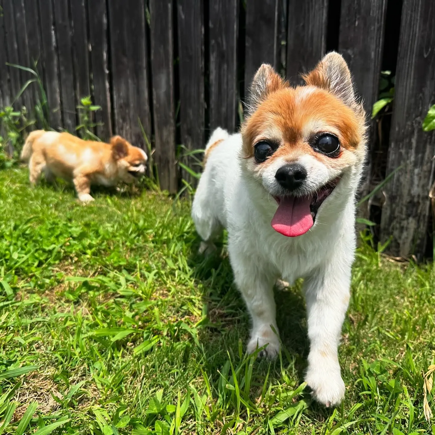 今日はドッグランイベント開催日でした❣️