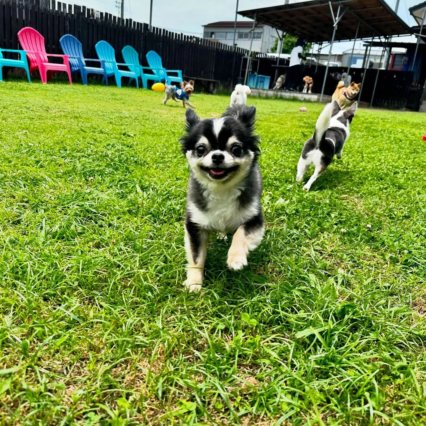 今日はドッグランイベント開催日でした❣️