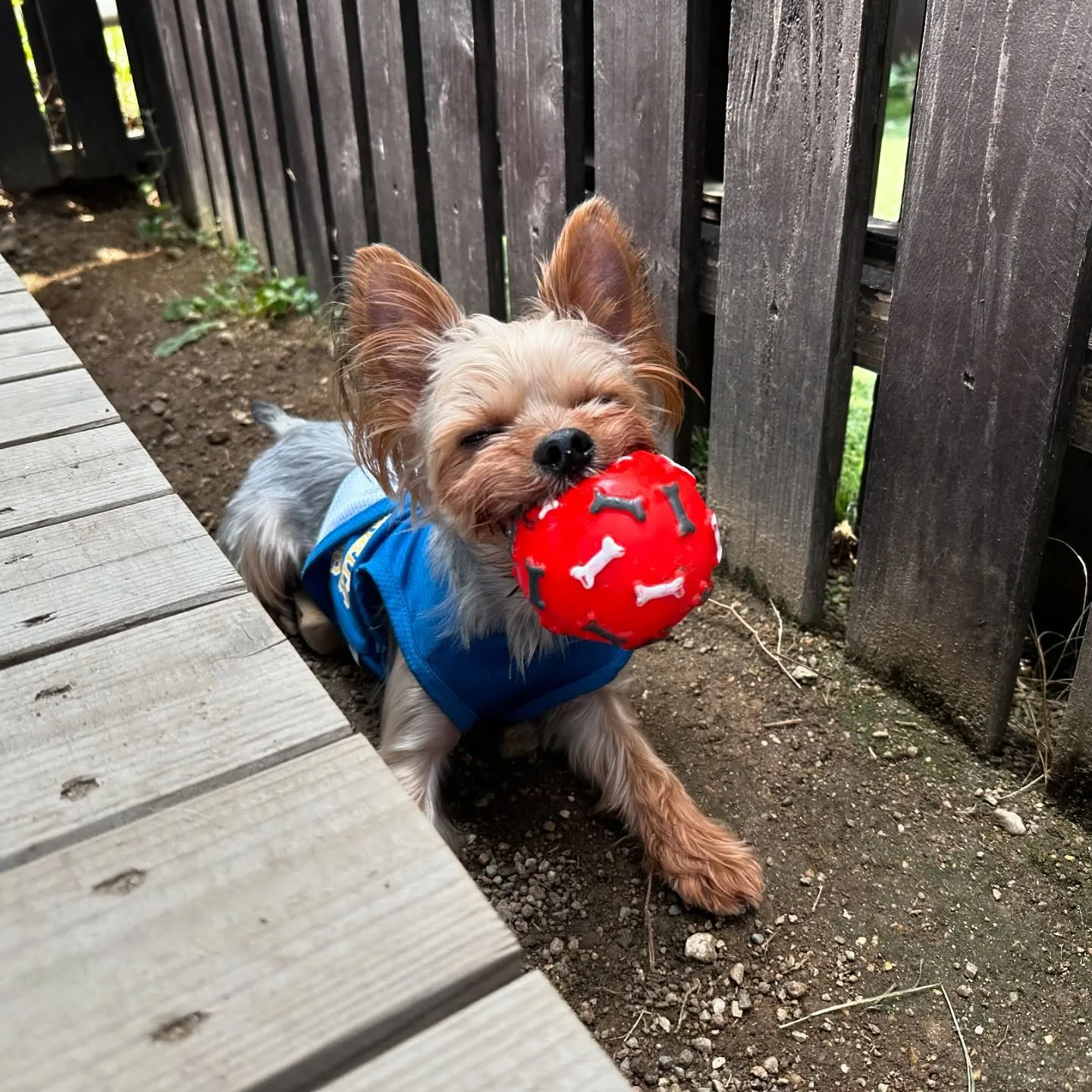 今日はドッグランイベント開催日でした❣️