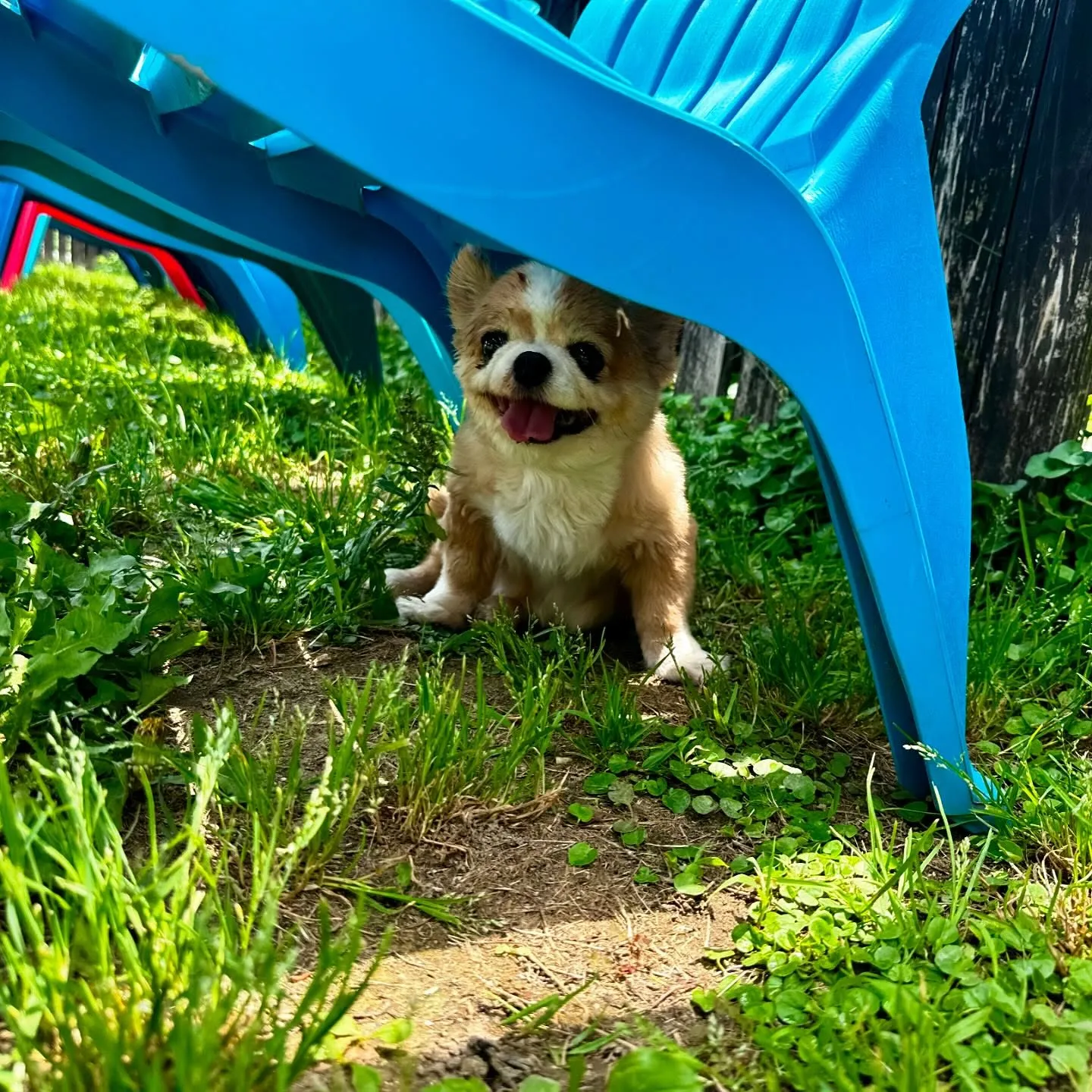 今日はドッグランイベント開催日でした❣️