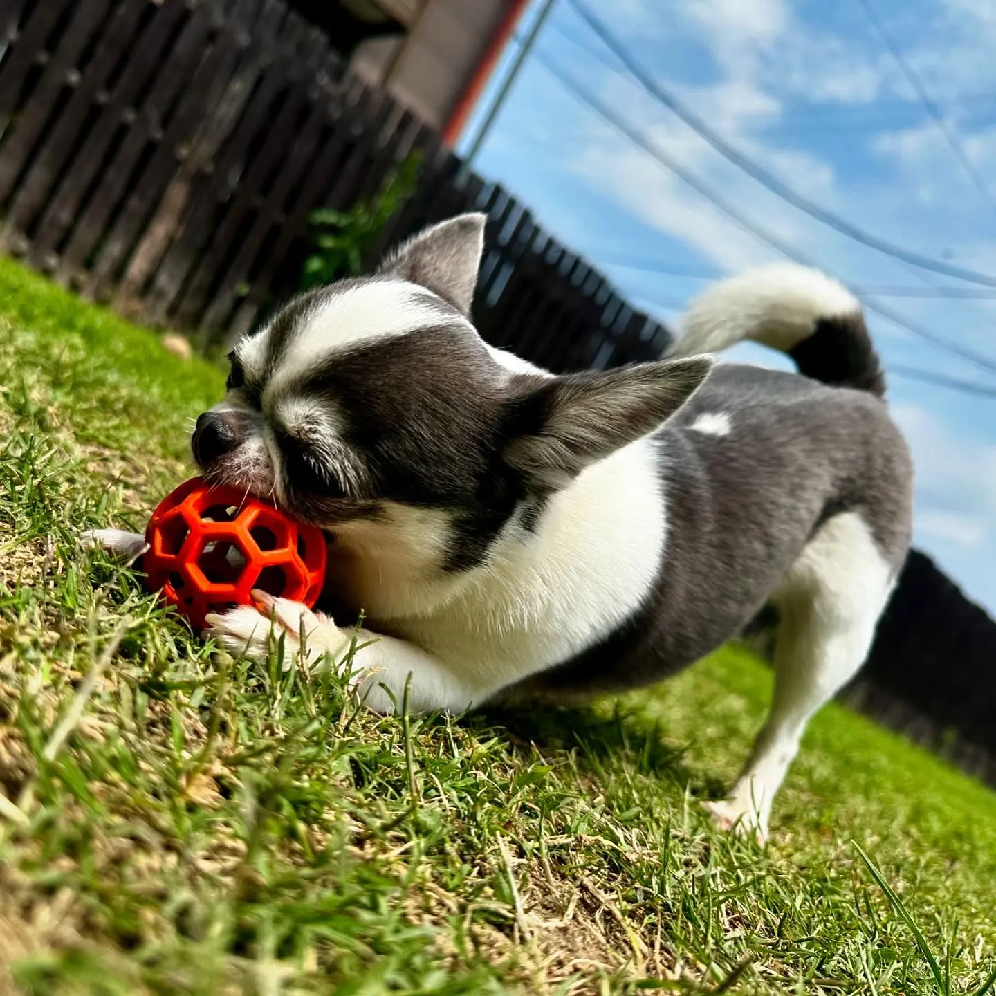 今日はドッグランイベント開催日でした❣️