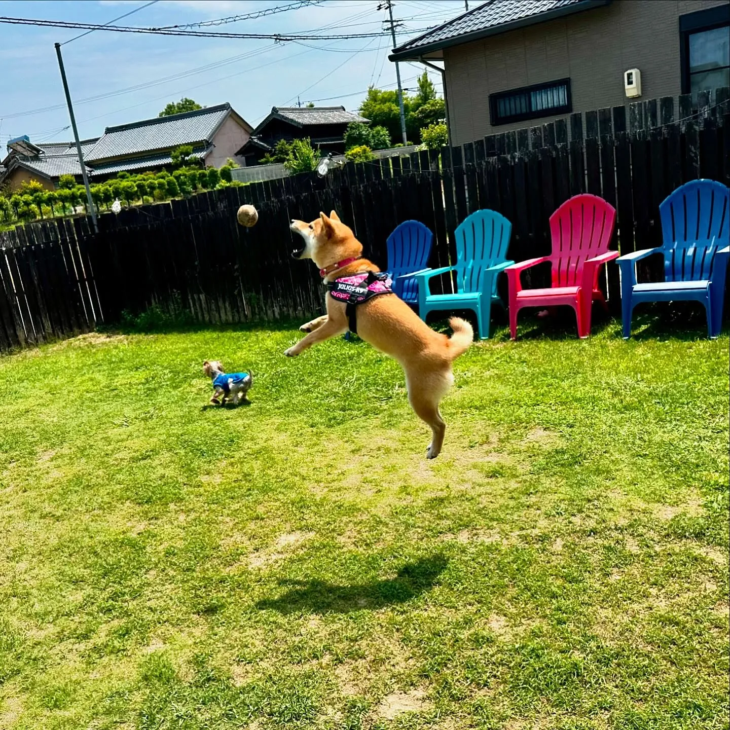今日はドッグランイベント開催日でした❣️