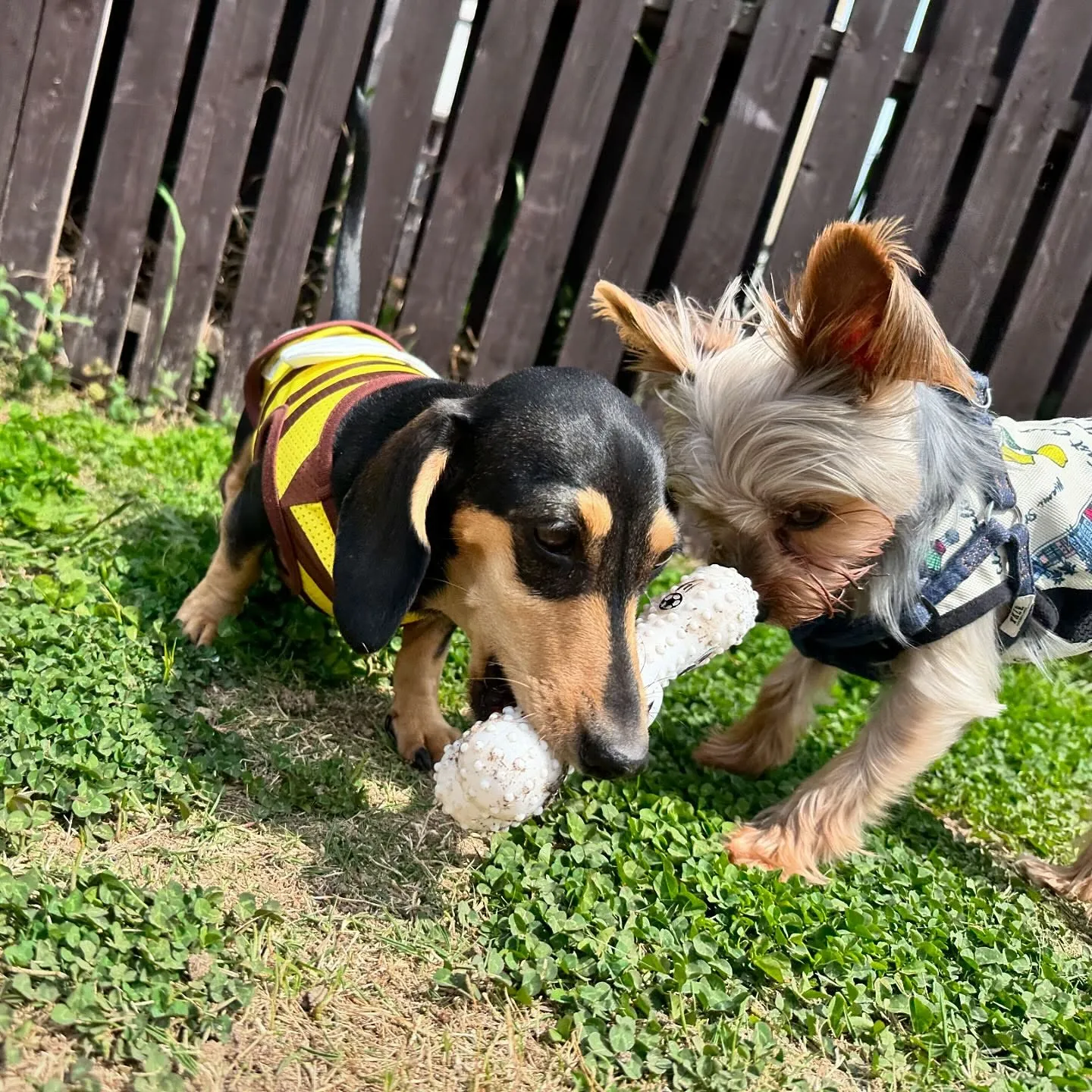 今日はドッグランイベントが雨天中止となってしまいましたので