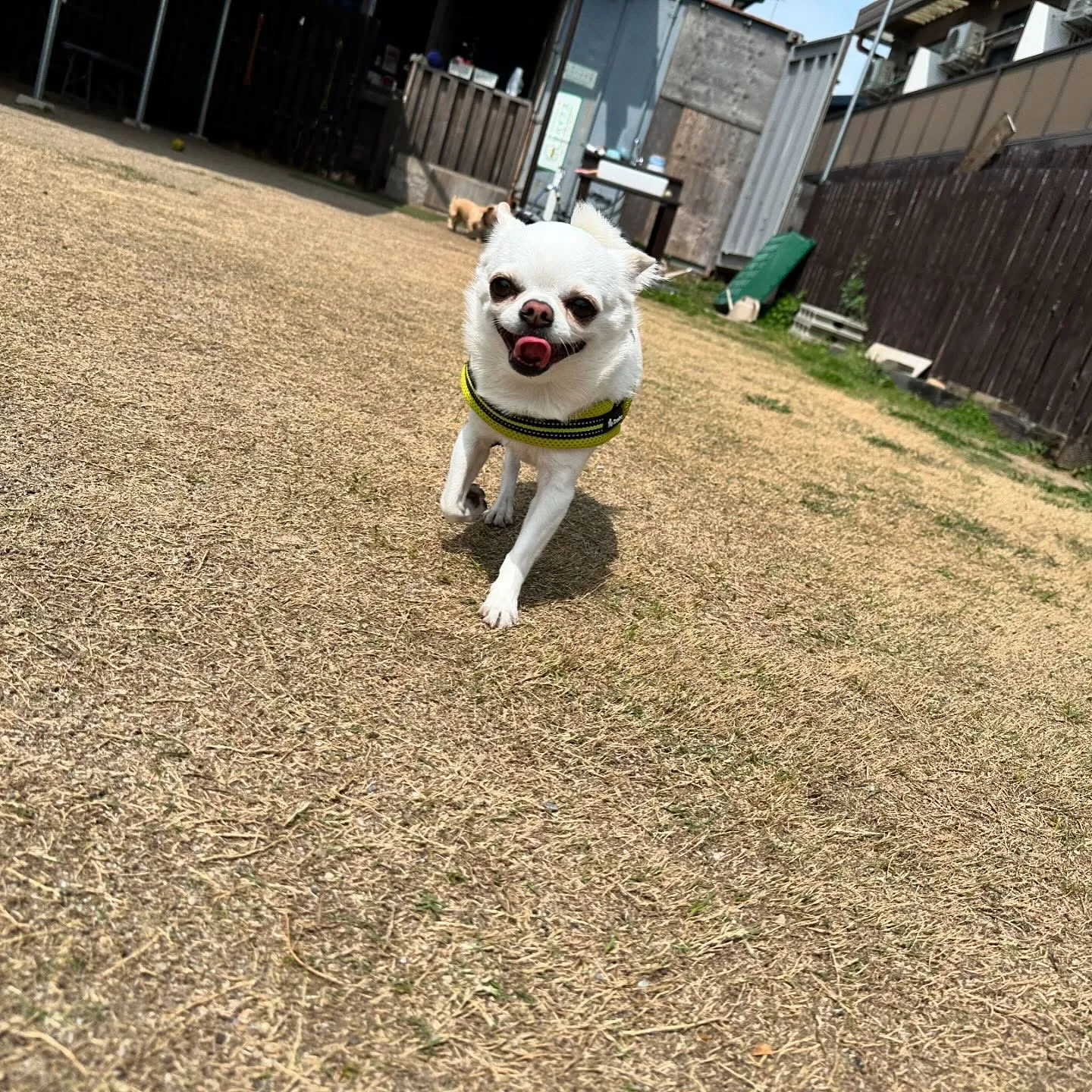 今日はドッグランイベントが雨天中止となってしまいましたので