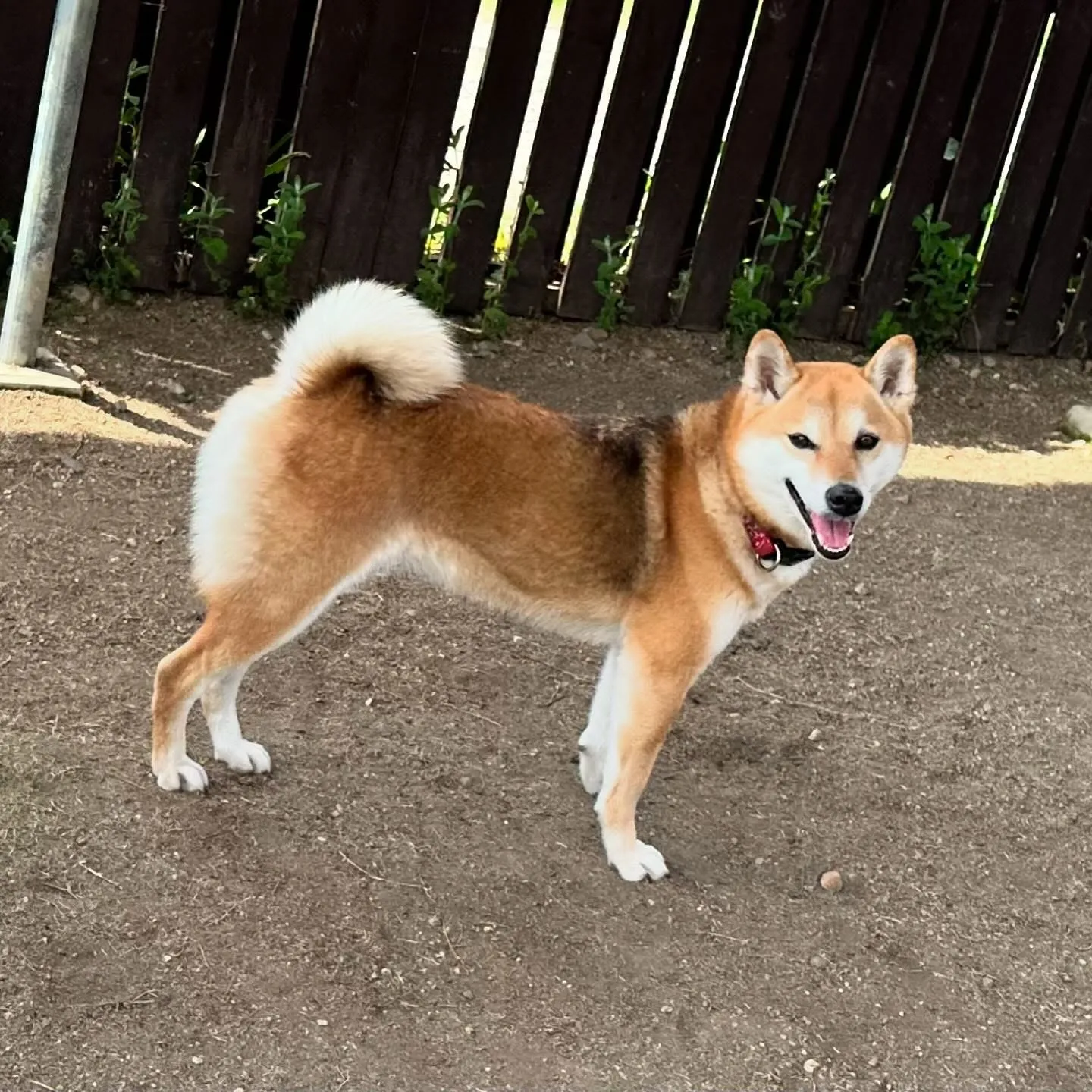 今日はドッグランイベントが雨天中止となってしまいましたので
