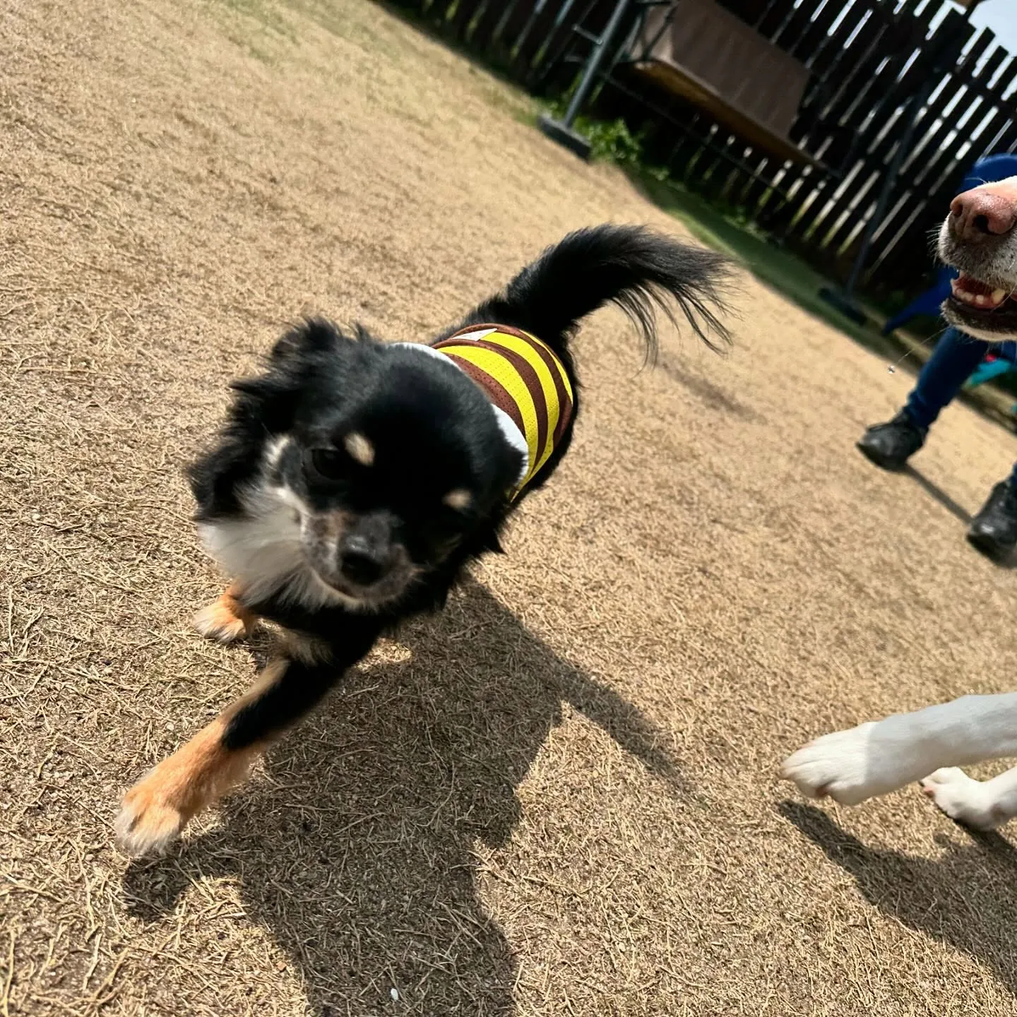 今日はドッグランイベントが雨天中止となってしまいましたので