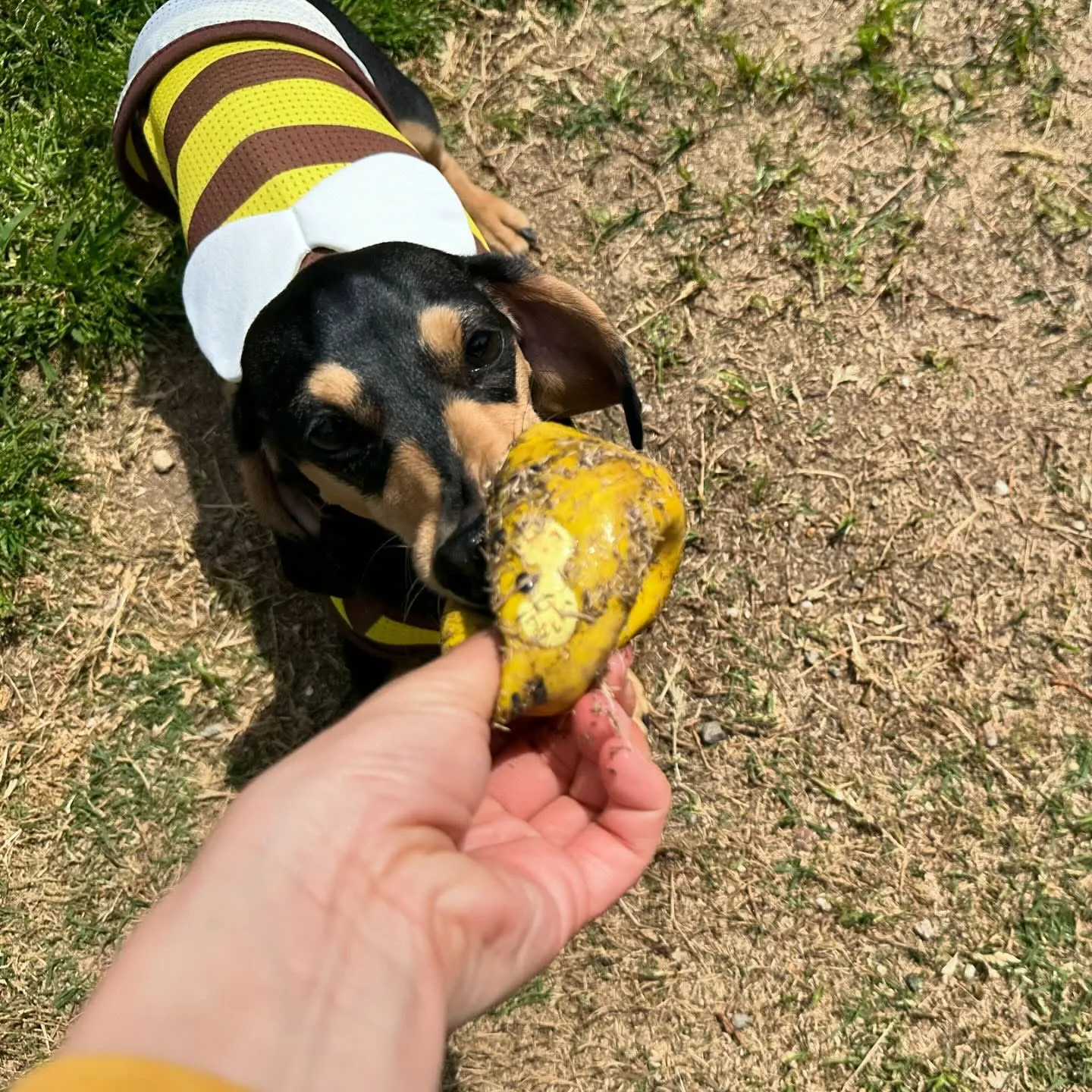 今日はドッグランイベントが雨天中止となってしまいましたので