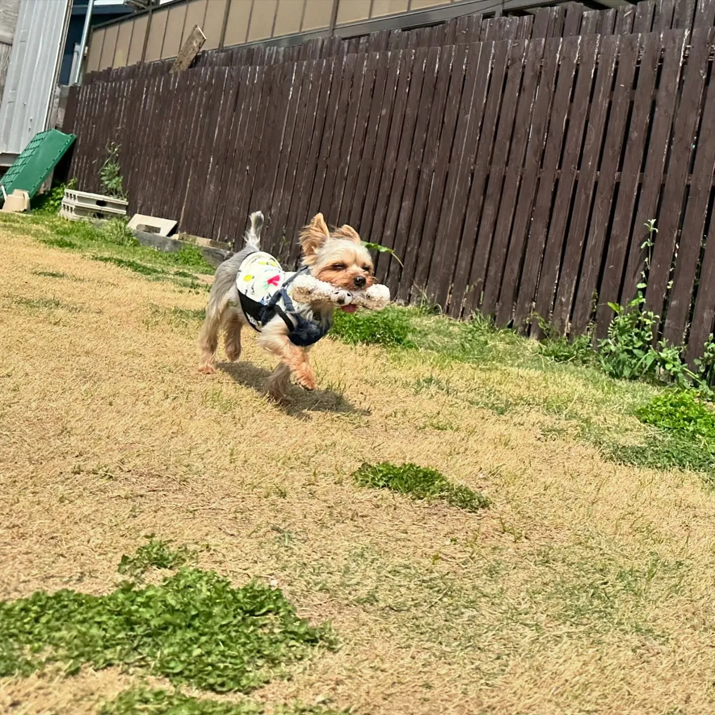 今日はドッグランイベントが雨天中止となってしまいましたので