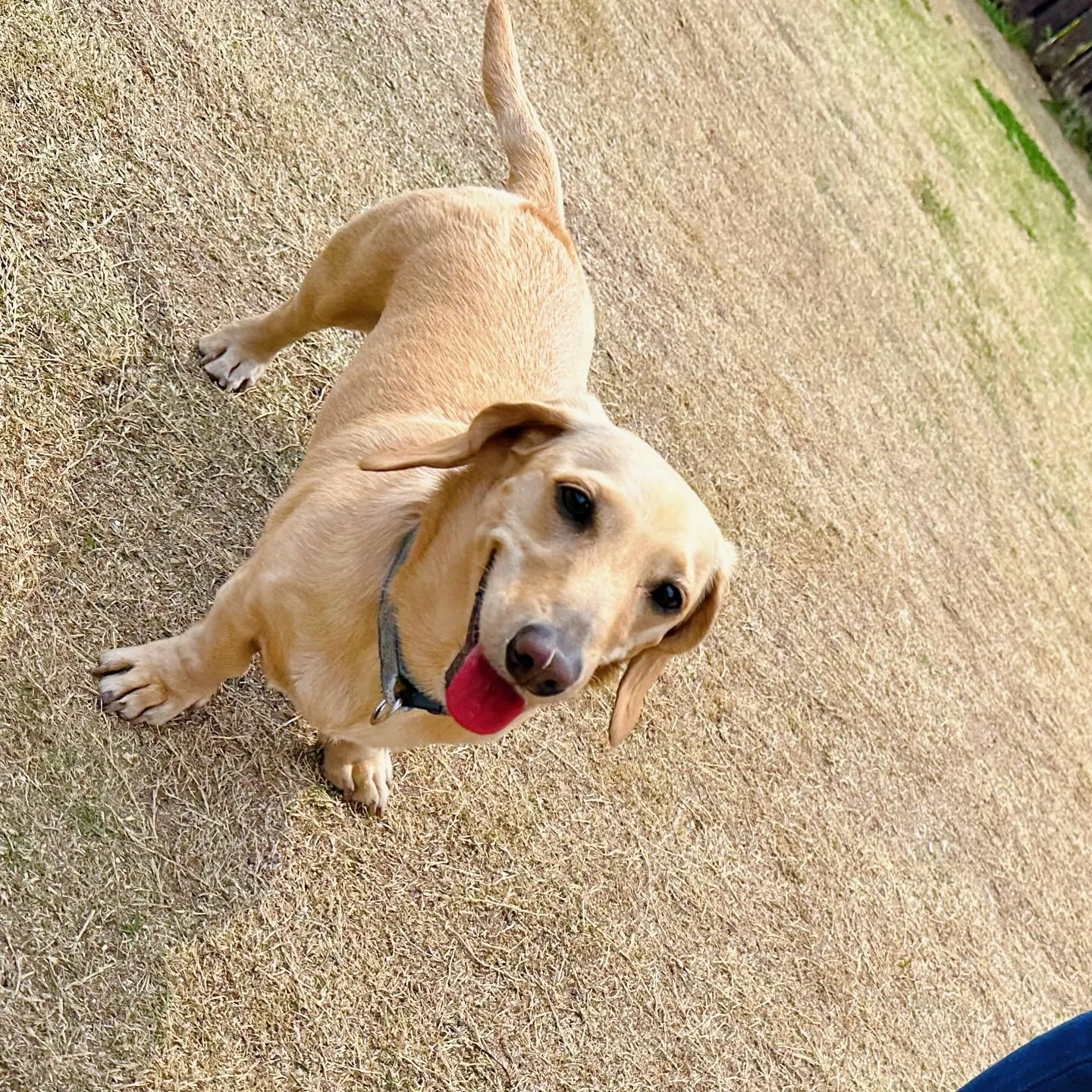 今日はドッグランイベントが雨天中止となってしまいましたので