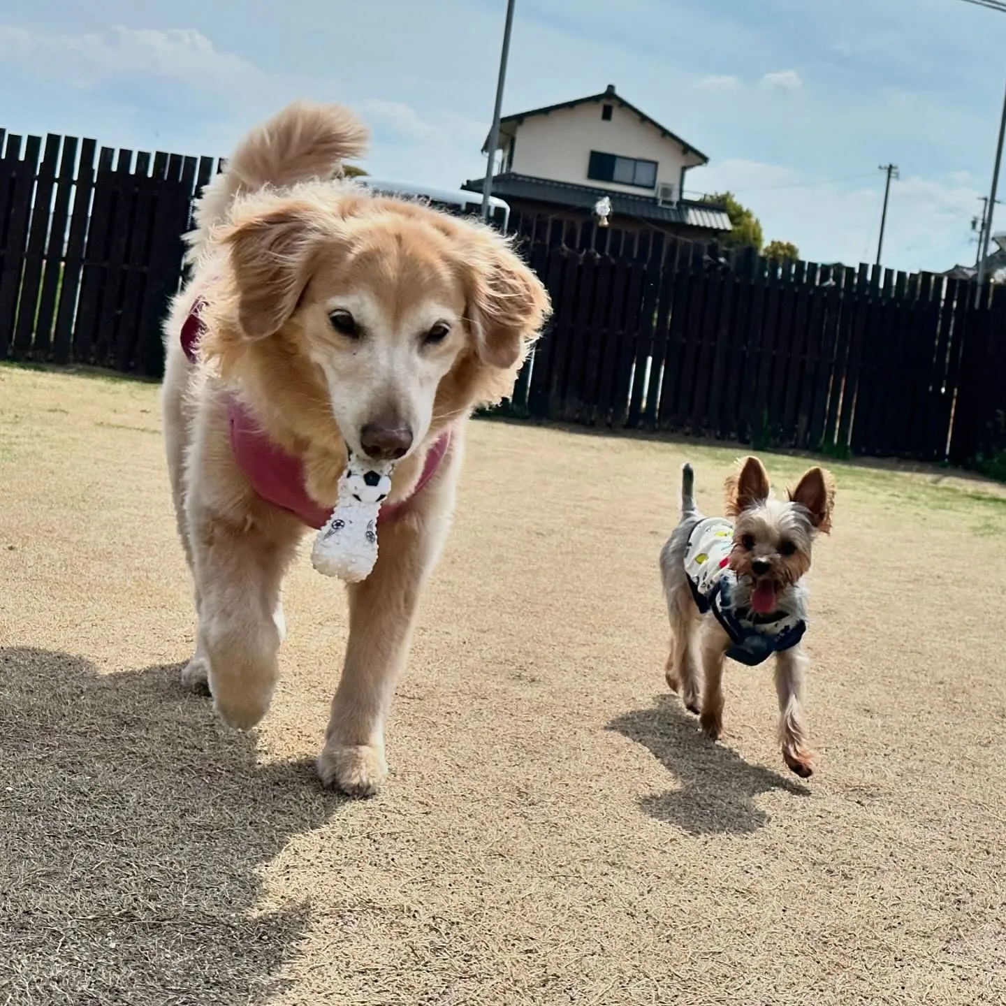 今日はドッグランイベントが雨天中止となってしまいましたので