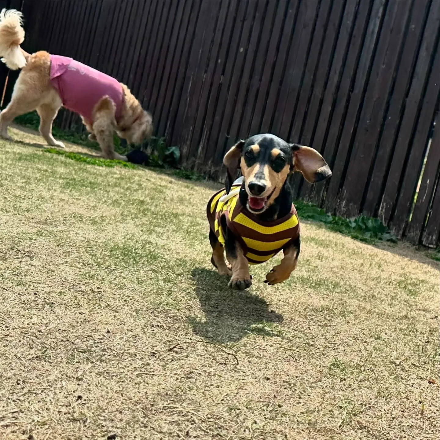 今日はドッグランイベントが雨天中止となってしまいましたので