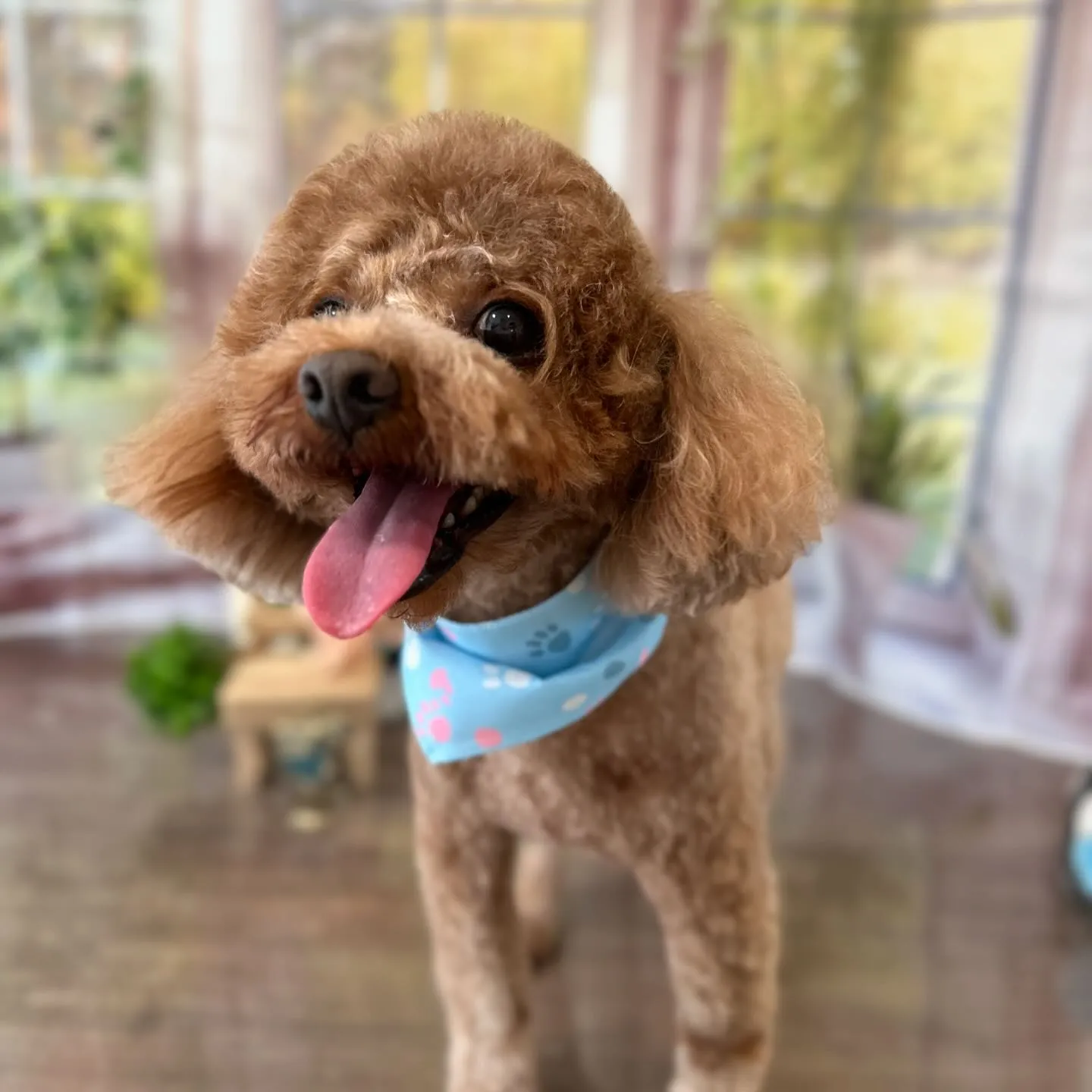 先月アップしきれなかったトリミングわんこさんです🎶