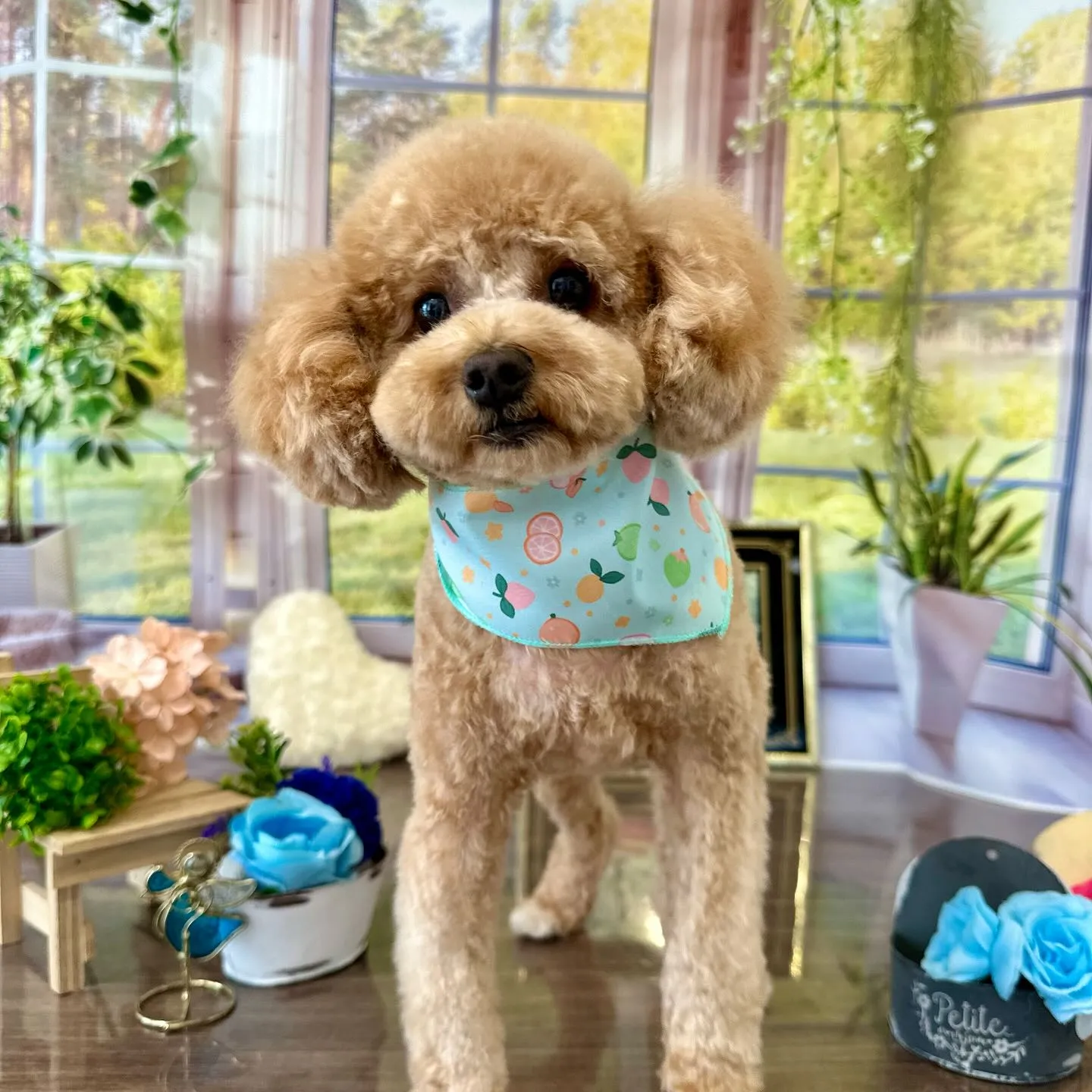 先月アップしきれなかったトリミングわんこさんです🎶