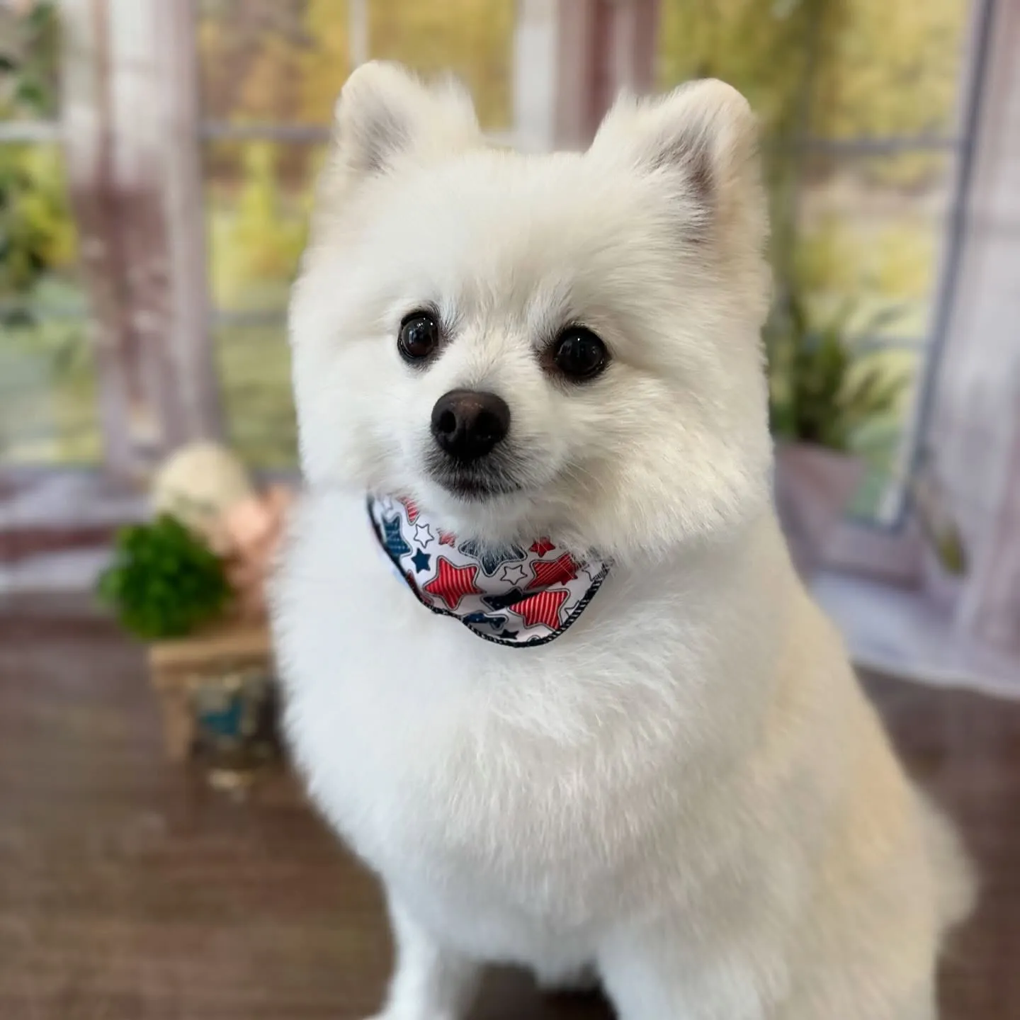 先月アップしきれなかったトリミングわんこさんです🎶