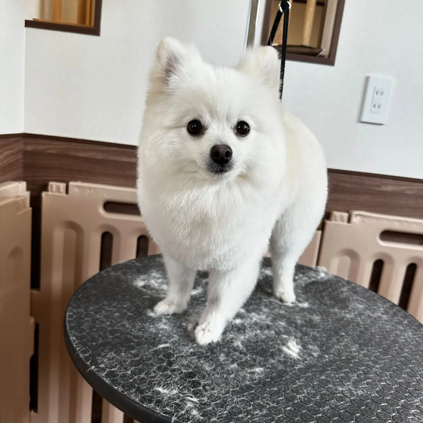 先月アップしきれなかったトリミングわんこさんです🎶