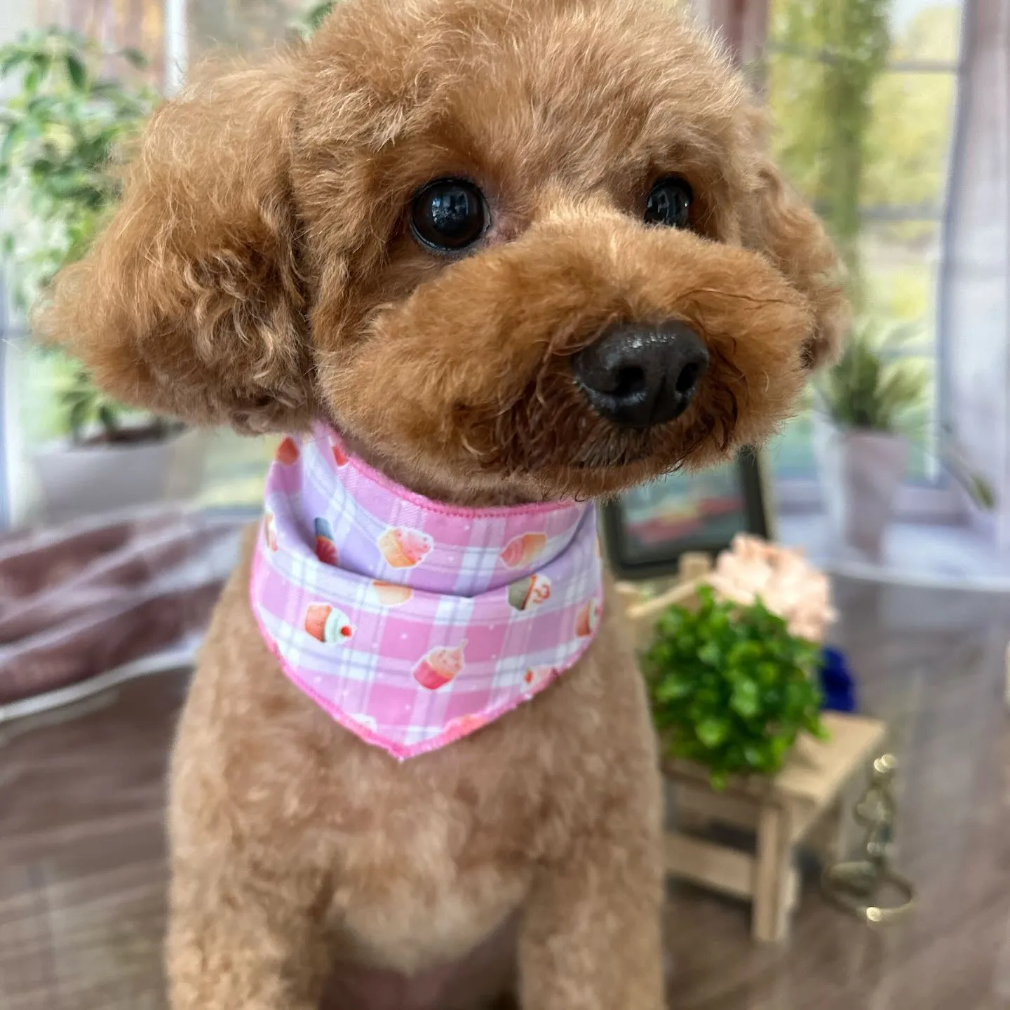 先月アップしきれなかったトリミングわんこさんです🎶