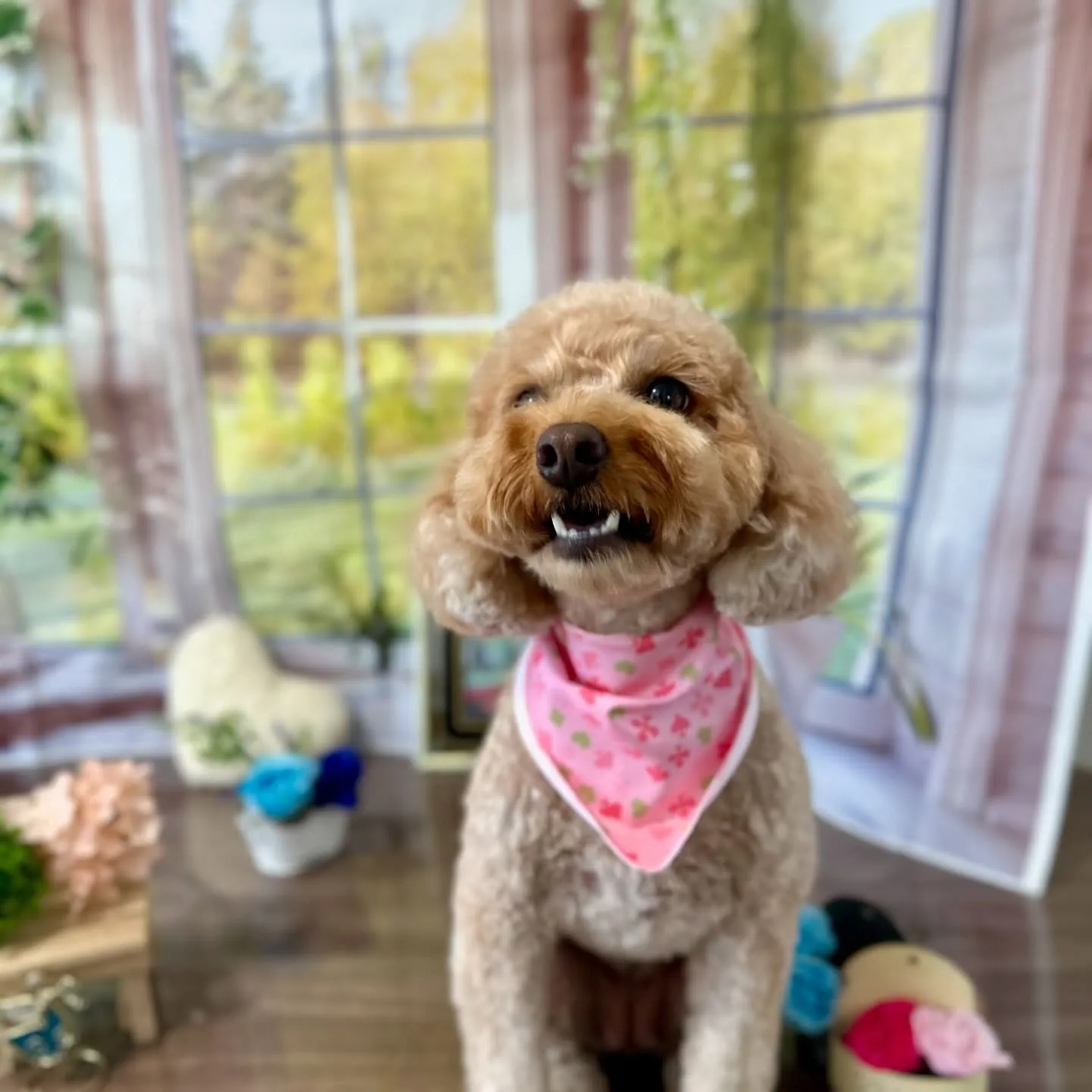 先月アップしきれなかったトリミングわんこさんです🎶