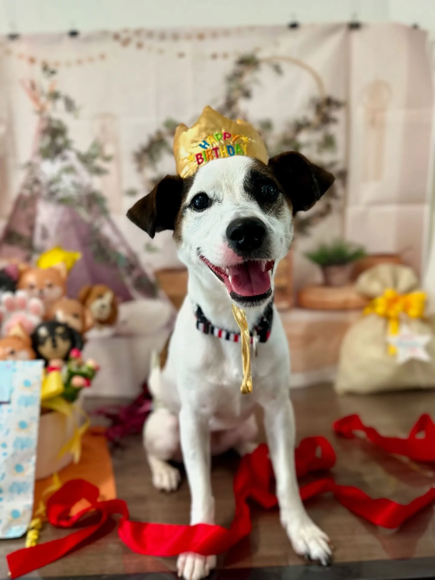 今日はフランくんのお誕生日でした❣️