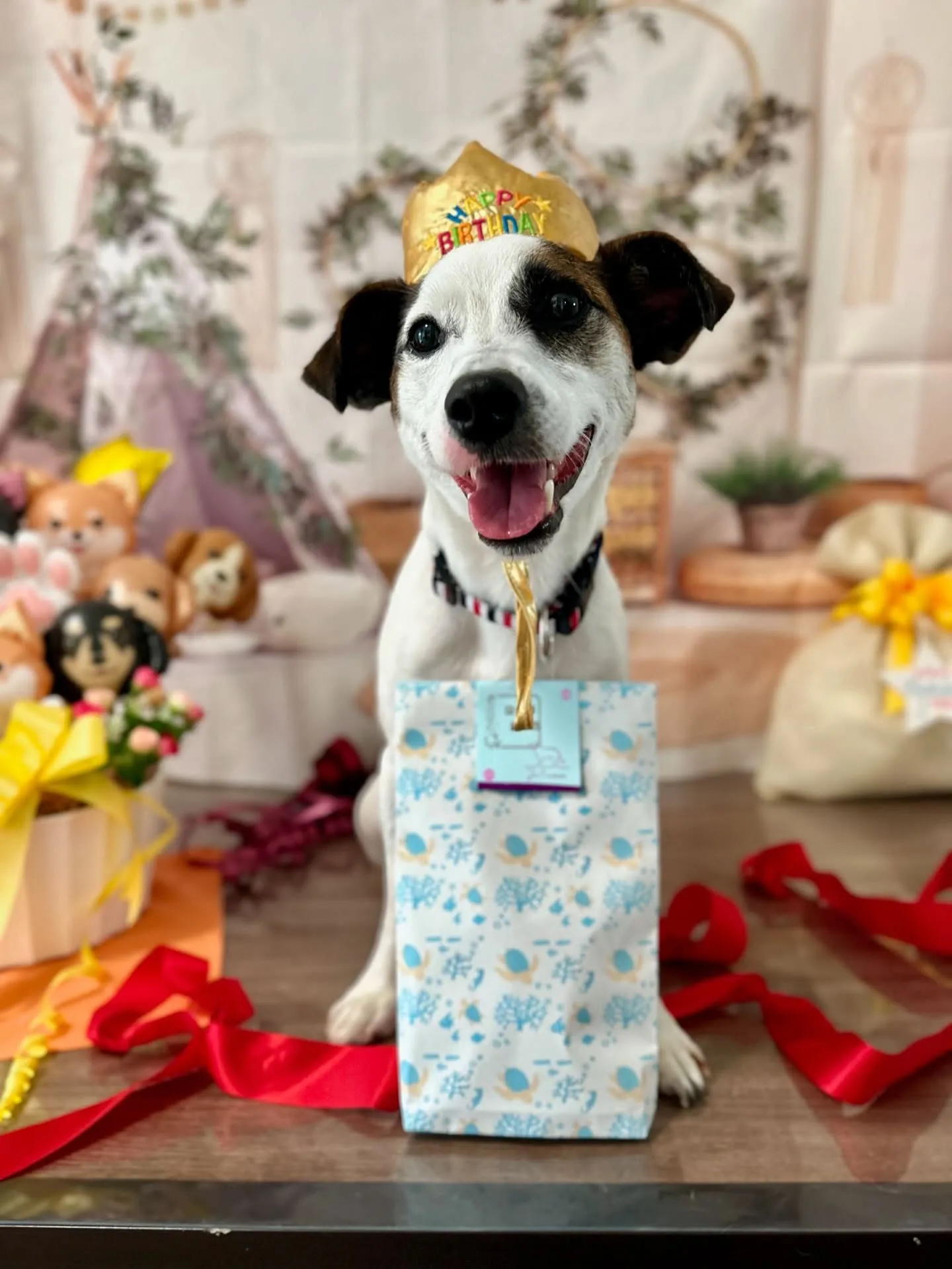 今日はフランくんのお誕生日でした❣️