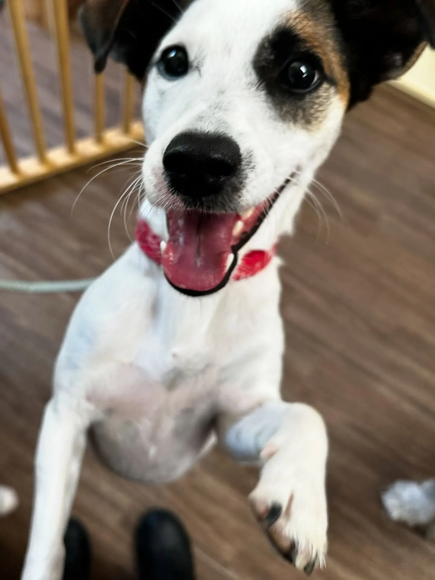 今日はフランくんのお誕生日でした❣️