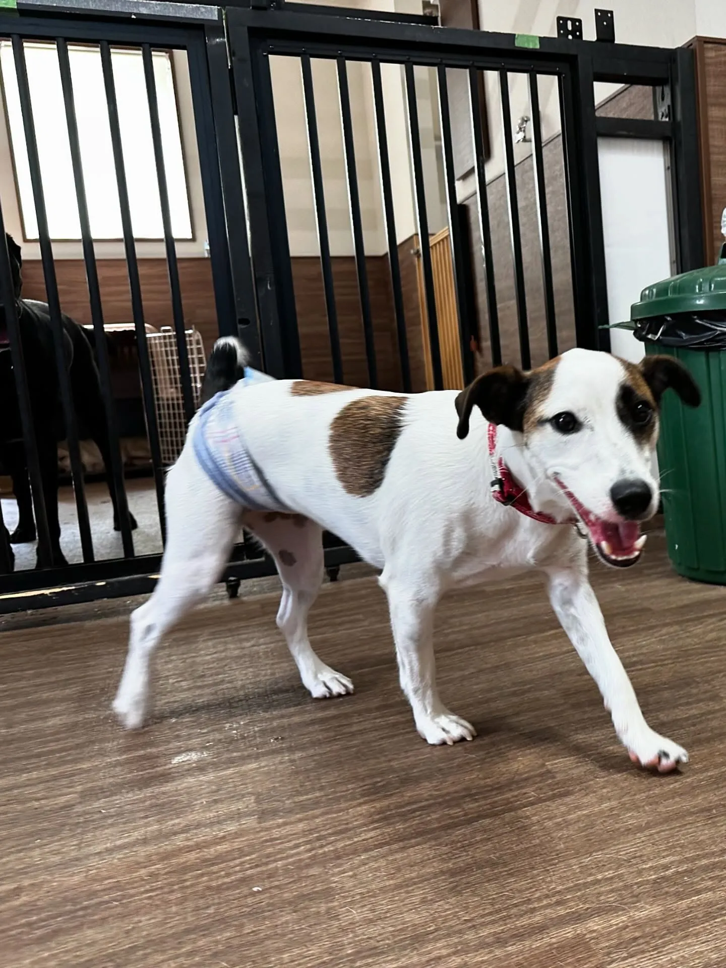 今日はフランくんのお誕生日でした❣️