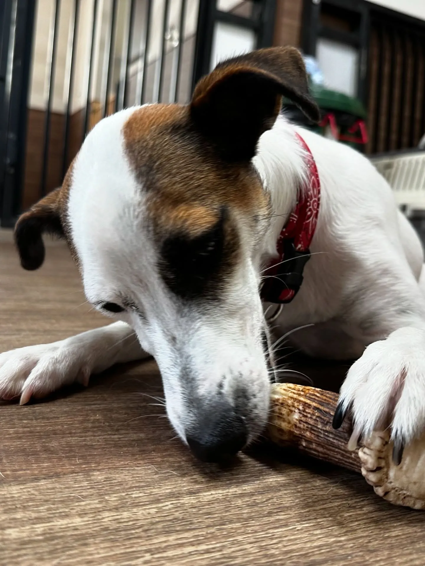 今日はフランくんのお誕生日でした❣️