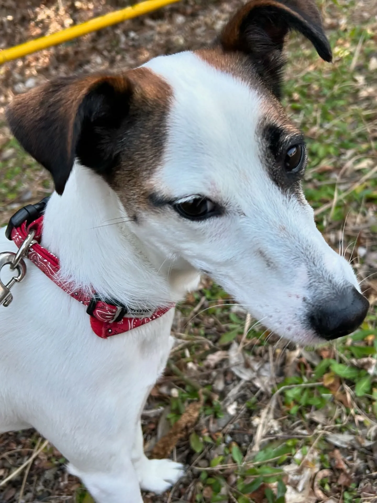 今日はフランくんのお誕生日でした❣️