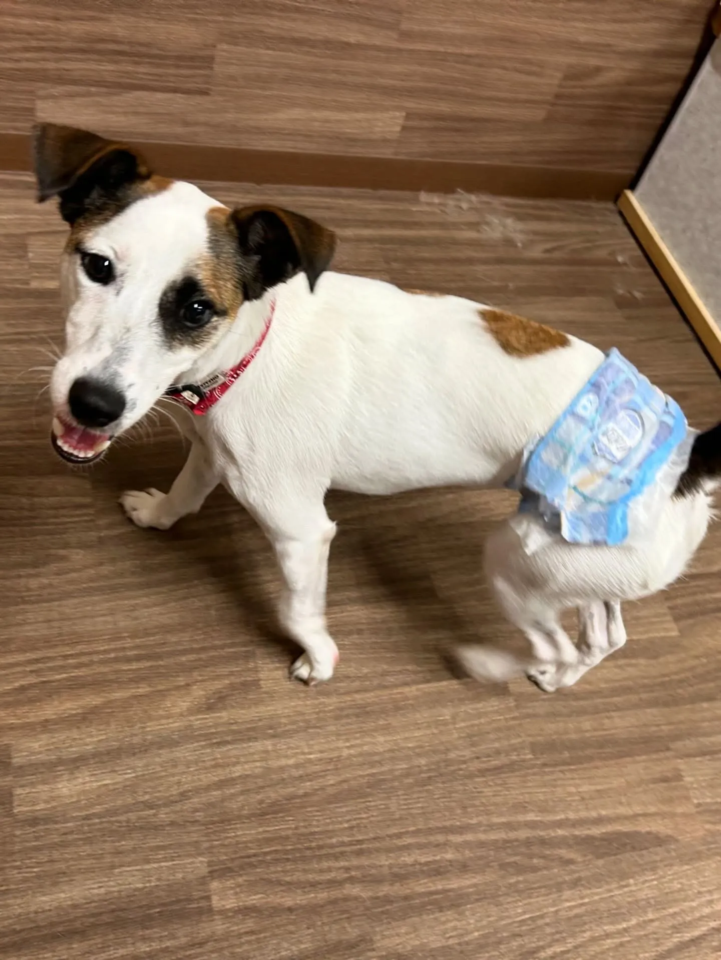 今日はフランくんのお誕生日でした❣️