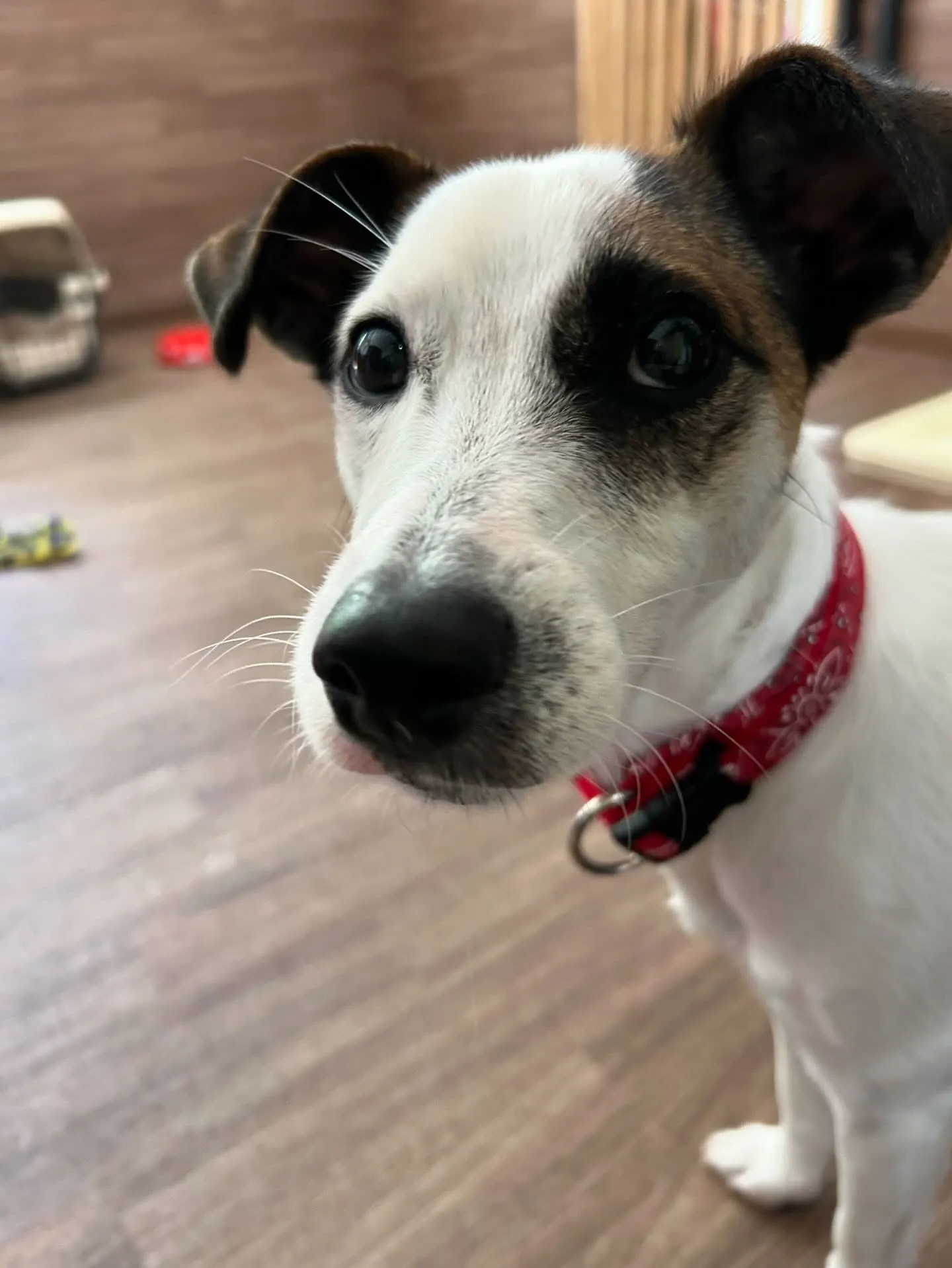 今日はフランくんのお誕生日でした❣️