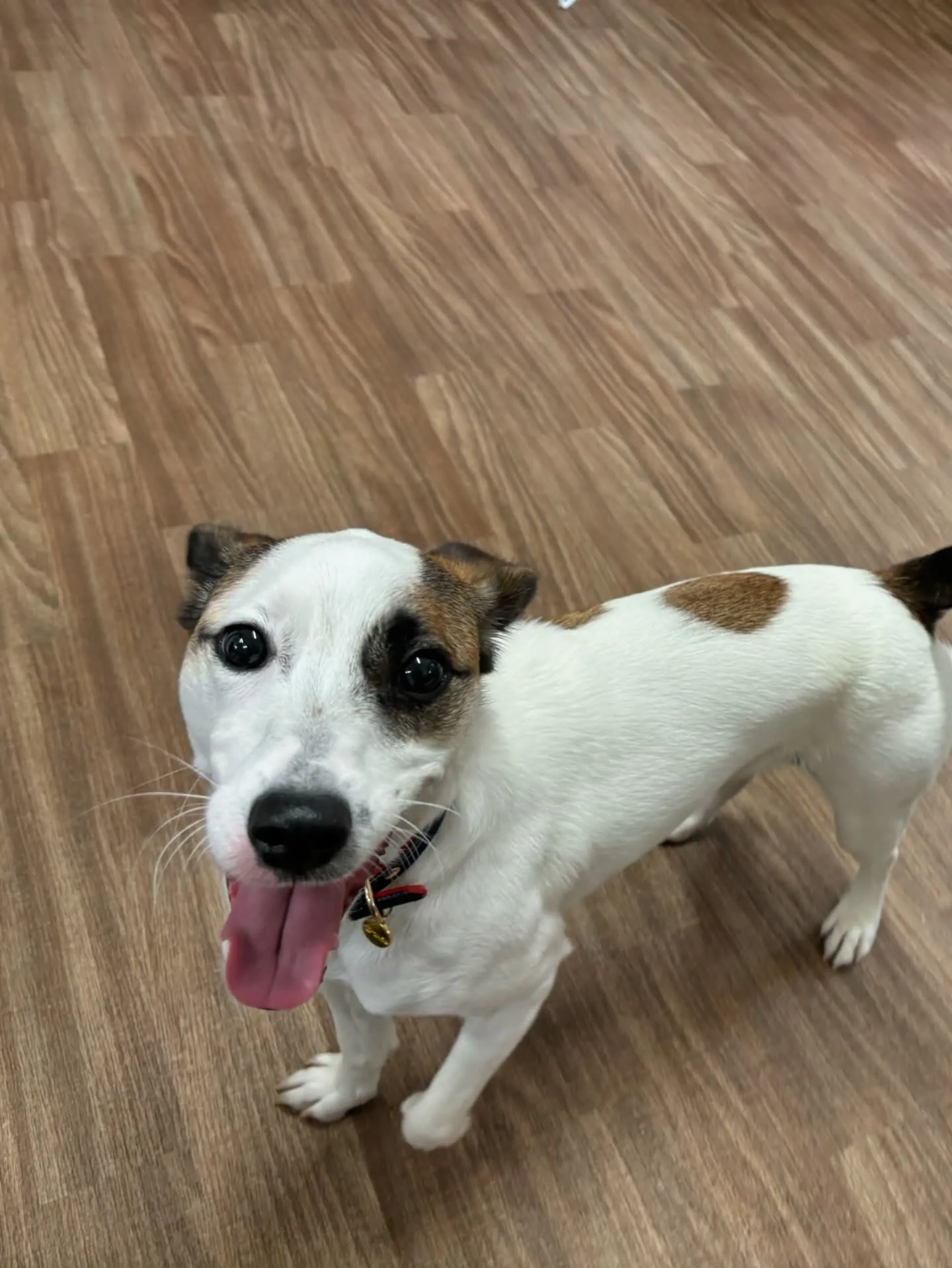 今日はフランくんのお誕生日でした❣️