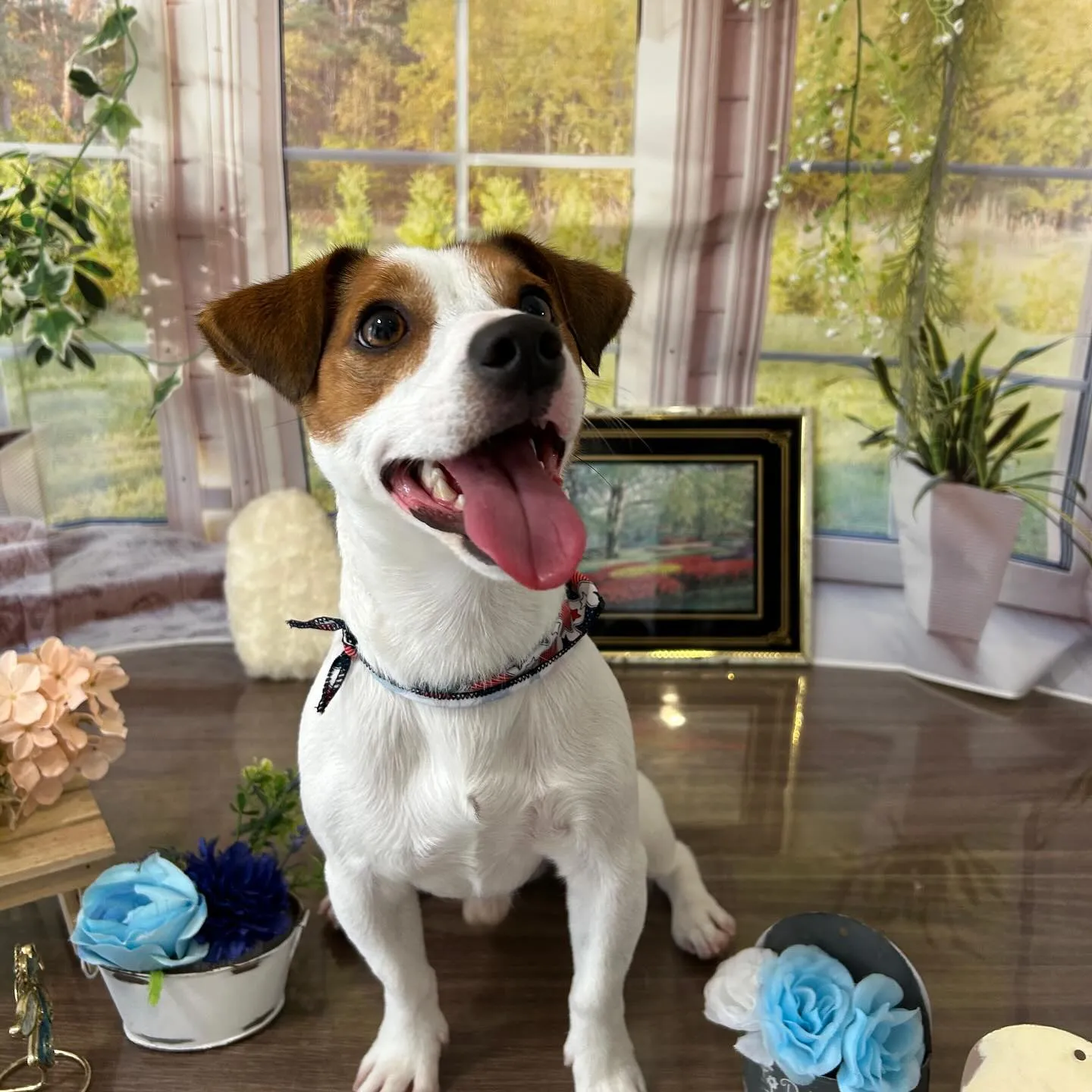 先月アップしきれなかったわんこさんたちです🐕🐾