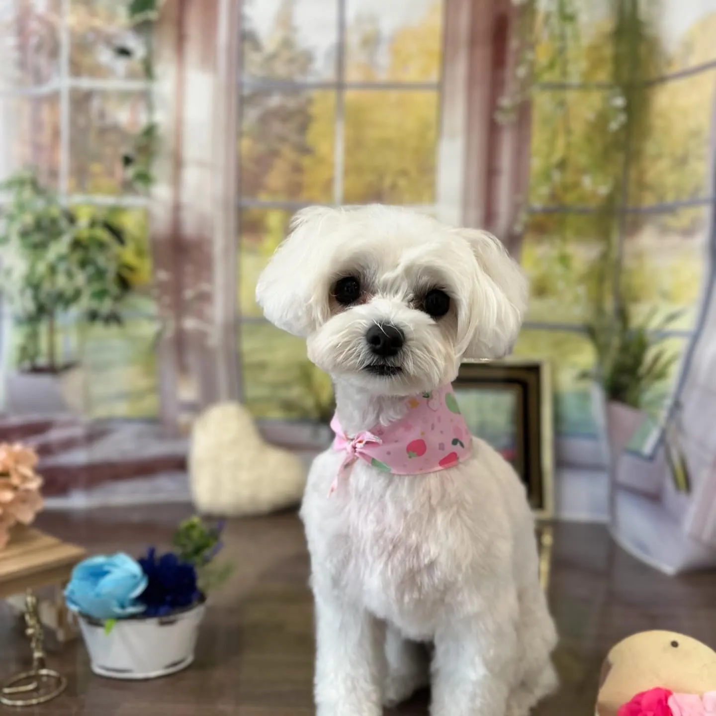 先月アップしきれなかったわんこさんたちです🐕🐾