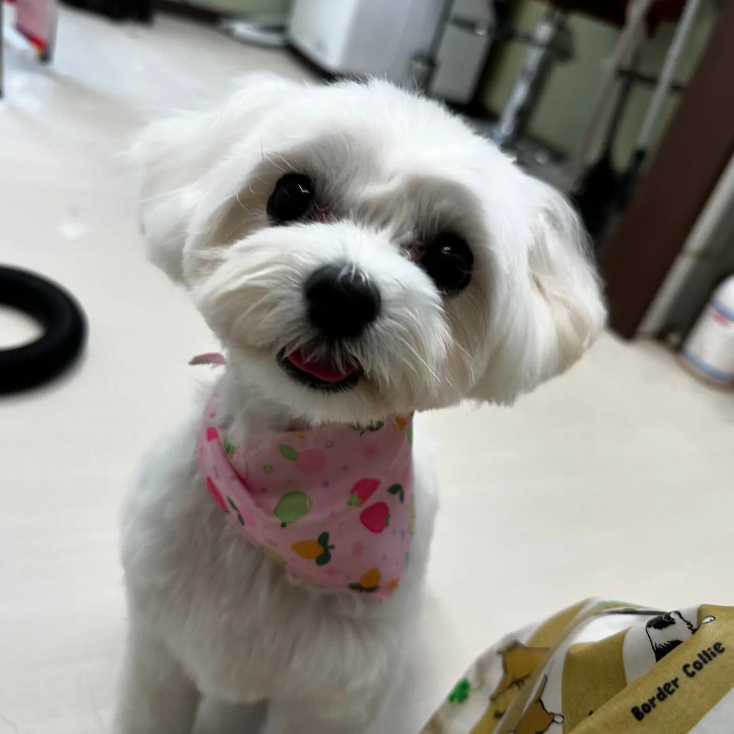 先月アップしきれなかったわんこさんたちです🐕🐾