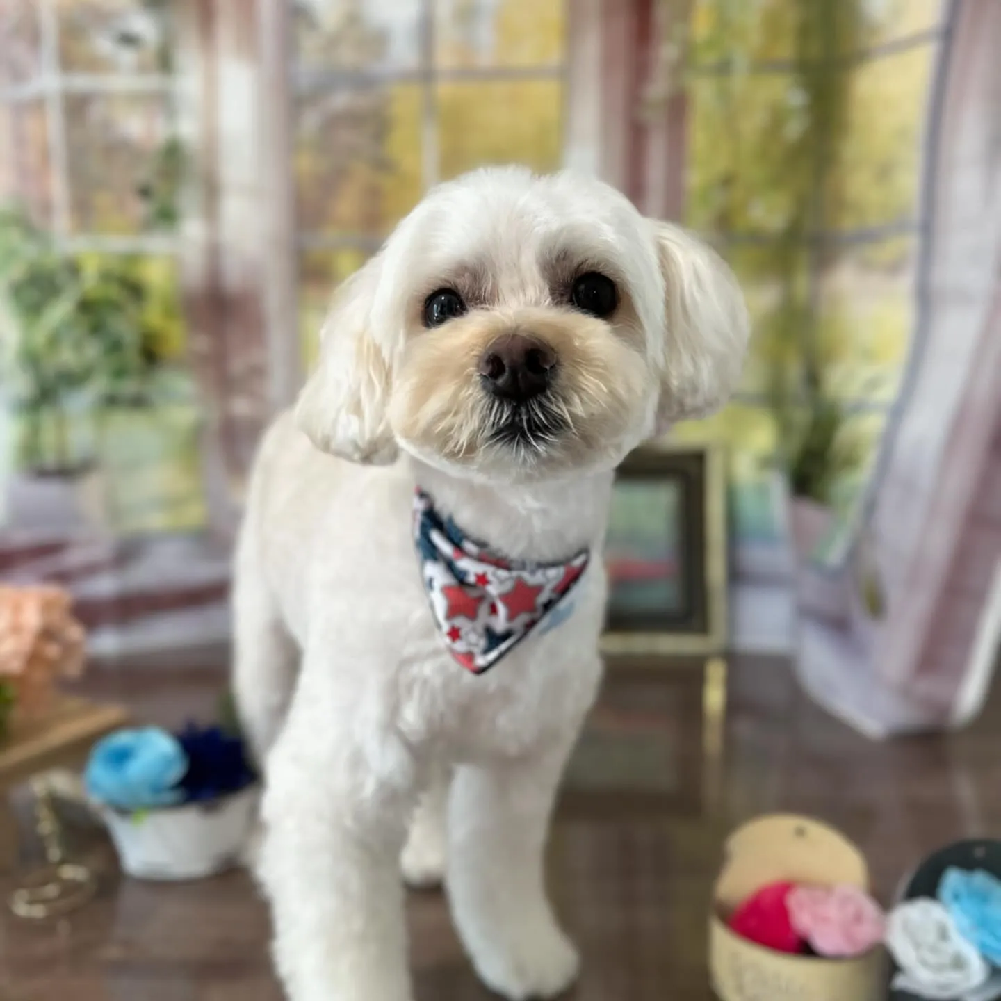 先月アップしきれなかったわんこさんたちです🐕🐾