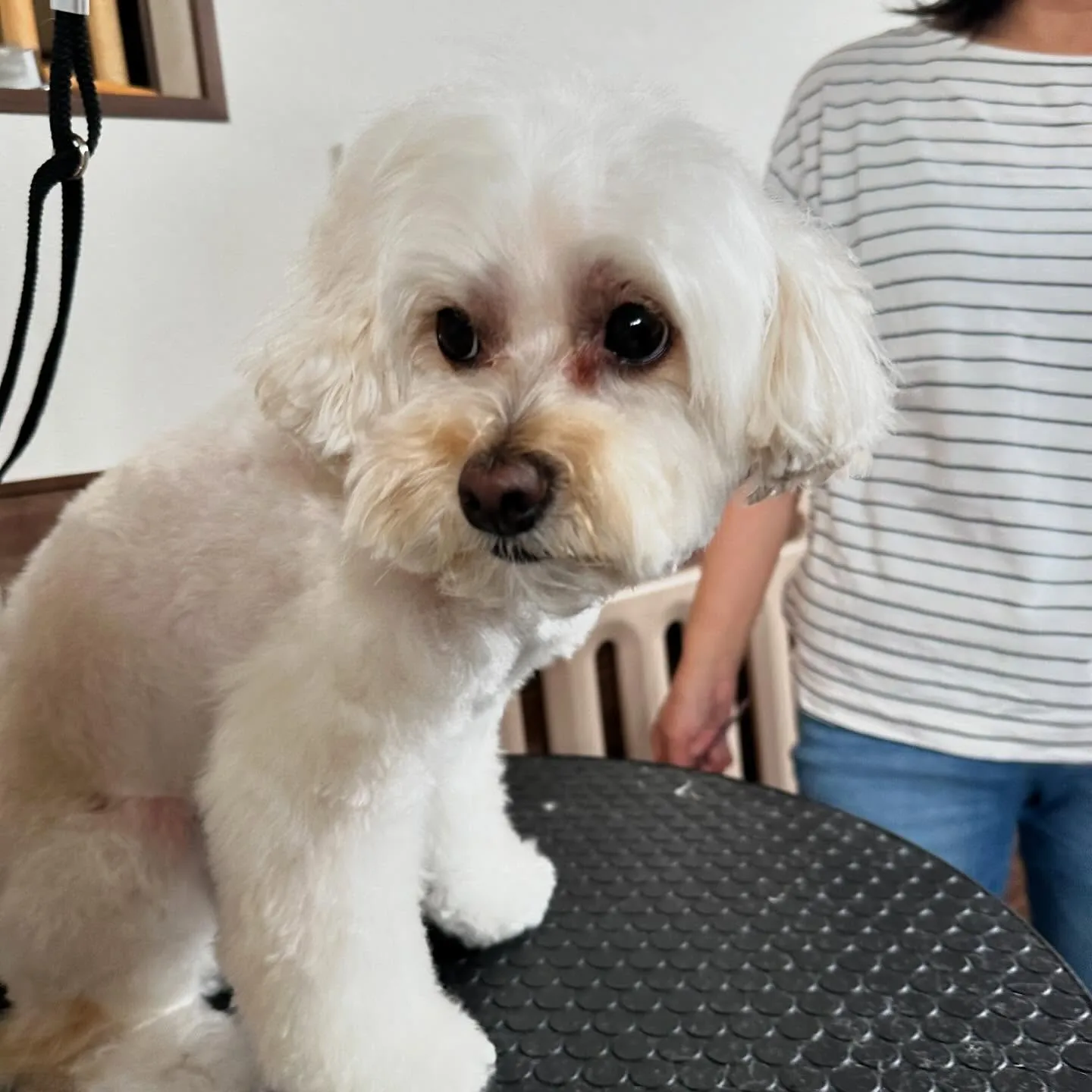 先月アップしきれなかったわんこさんたちです🐕🐾